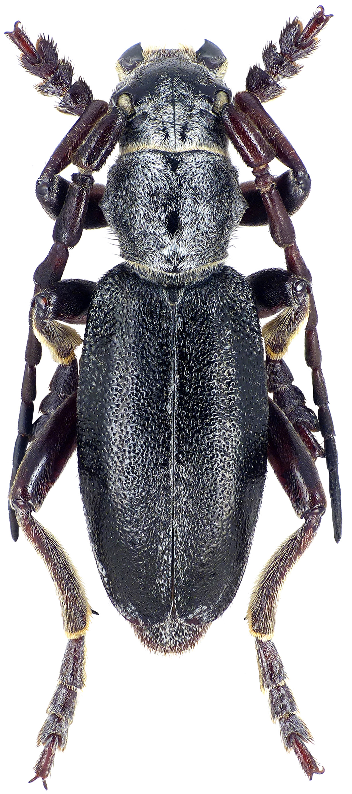 Dorcadion klavdiae