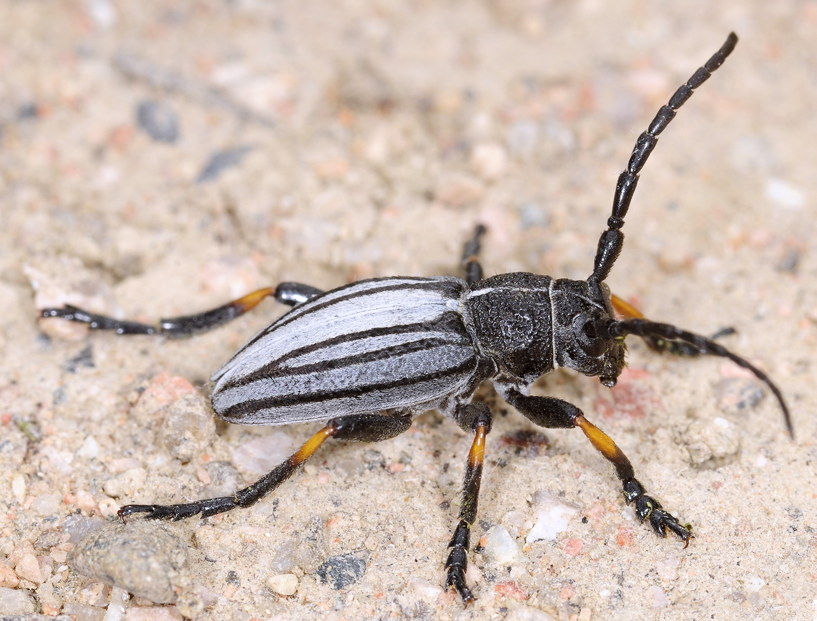 Dorcadion semenovi semenovi