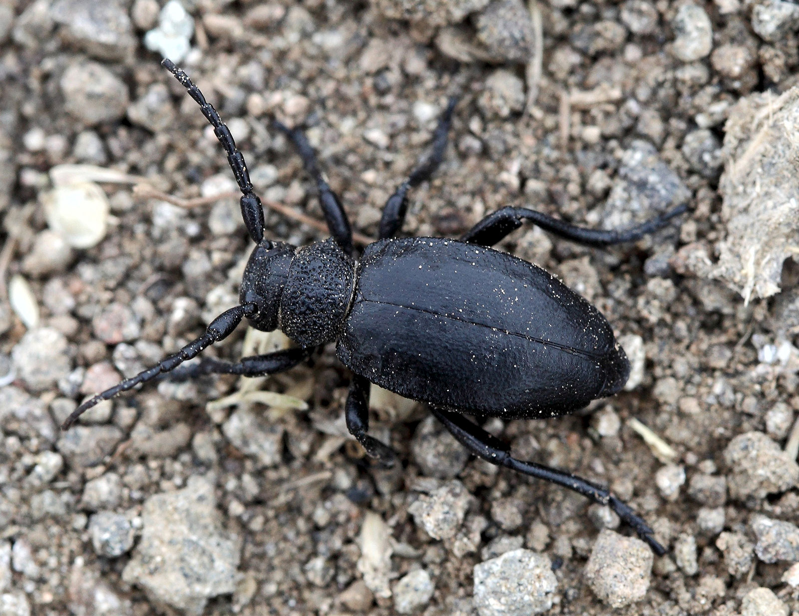 Dorcadion talyschense talyschense