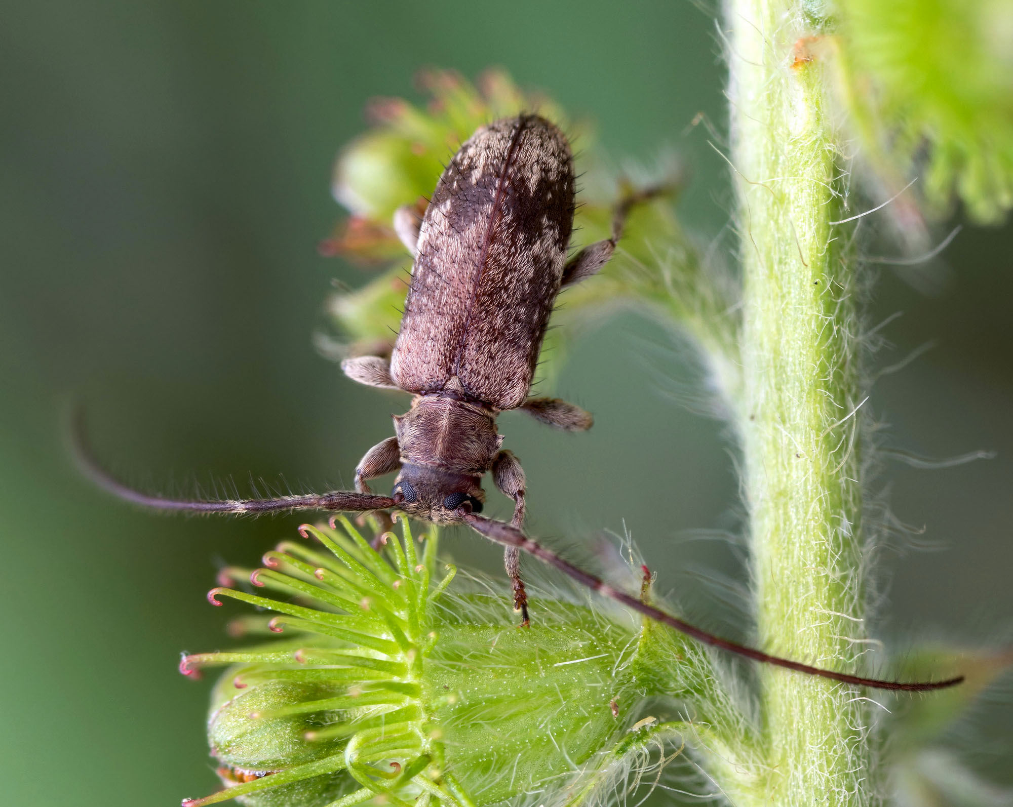 Exocentrus adspersus