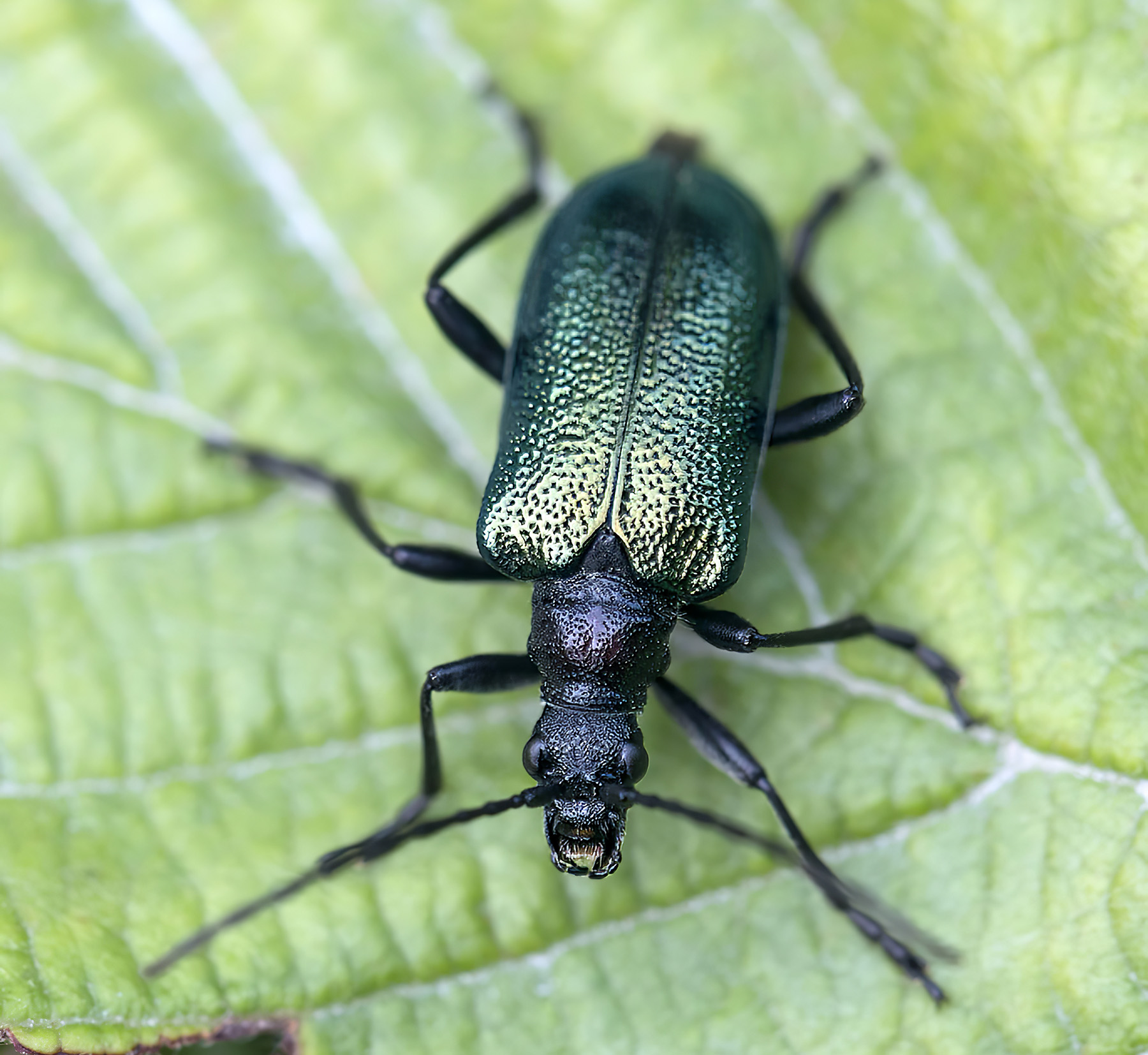 Gaurotes virginea virginea