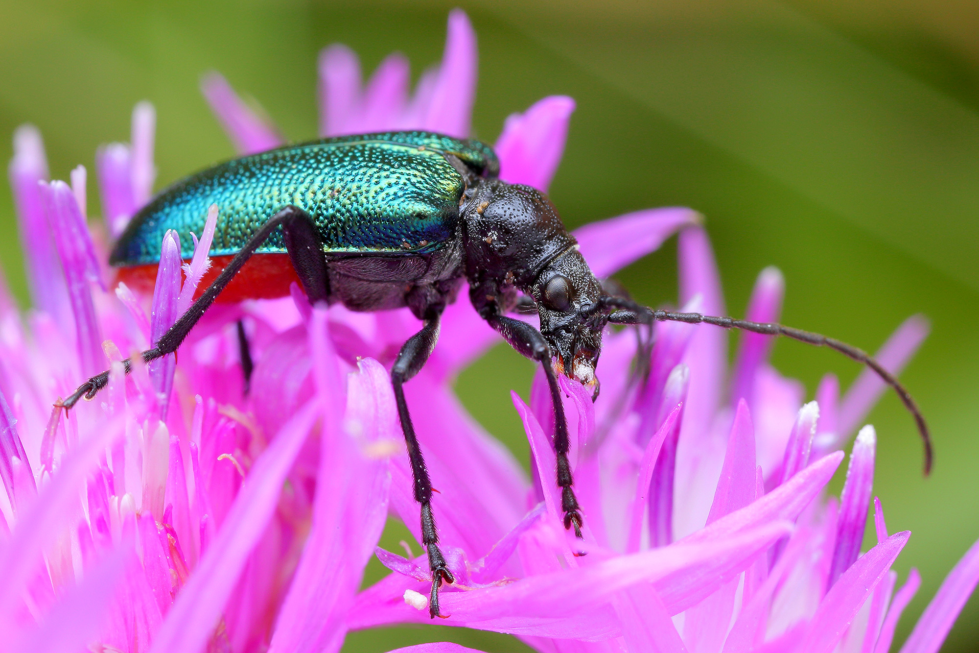 Gaurotes virginea virginea