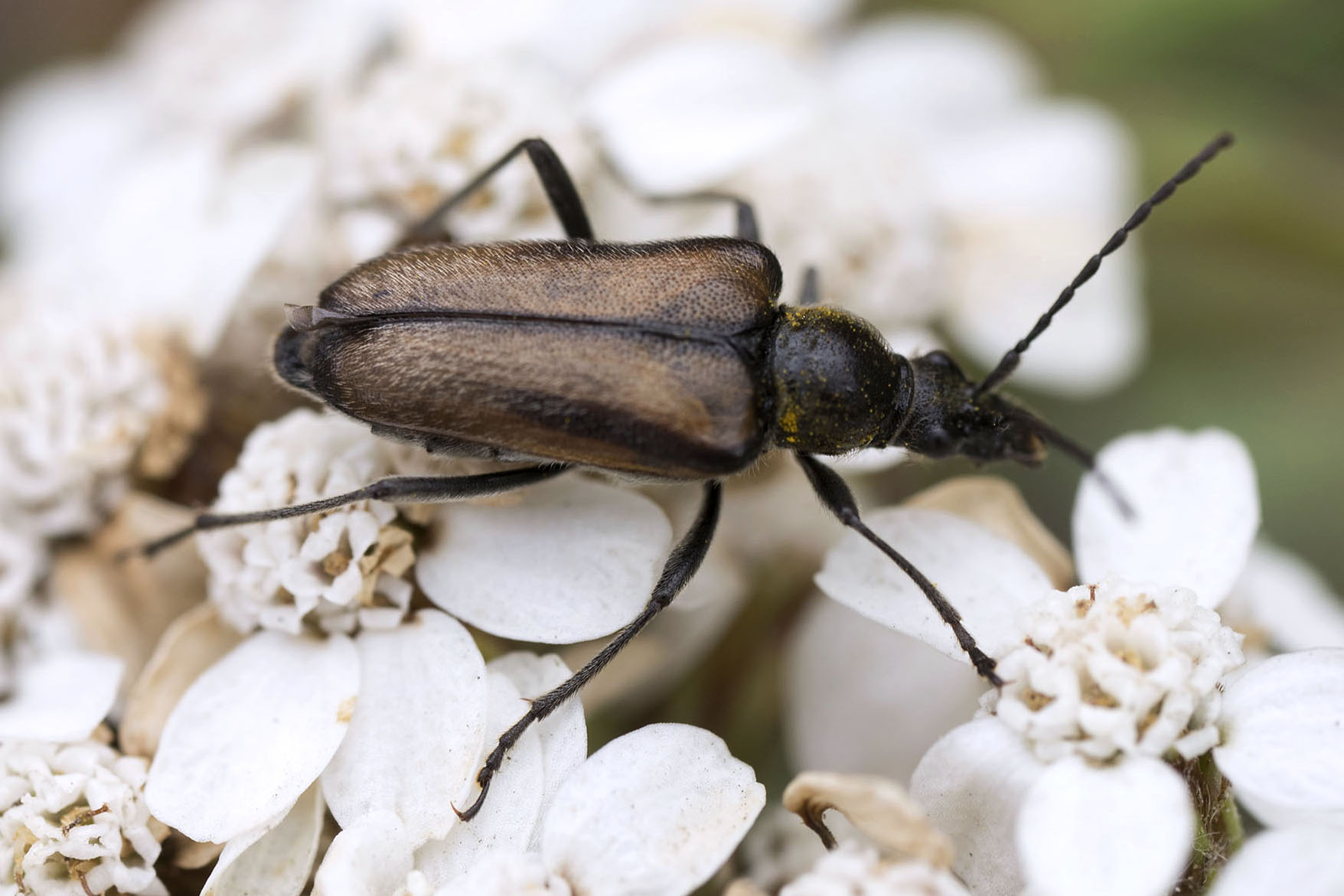 Gnathacmaeops pratensis