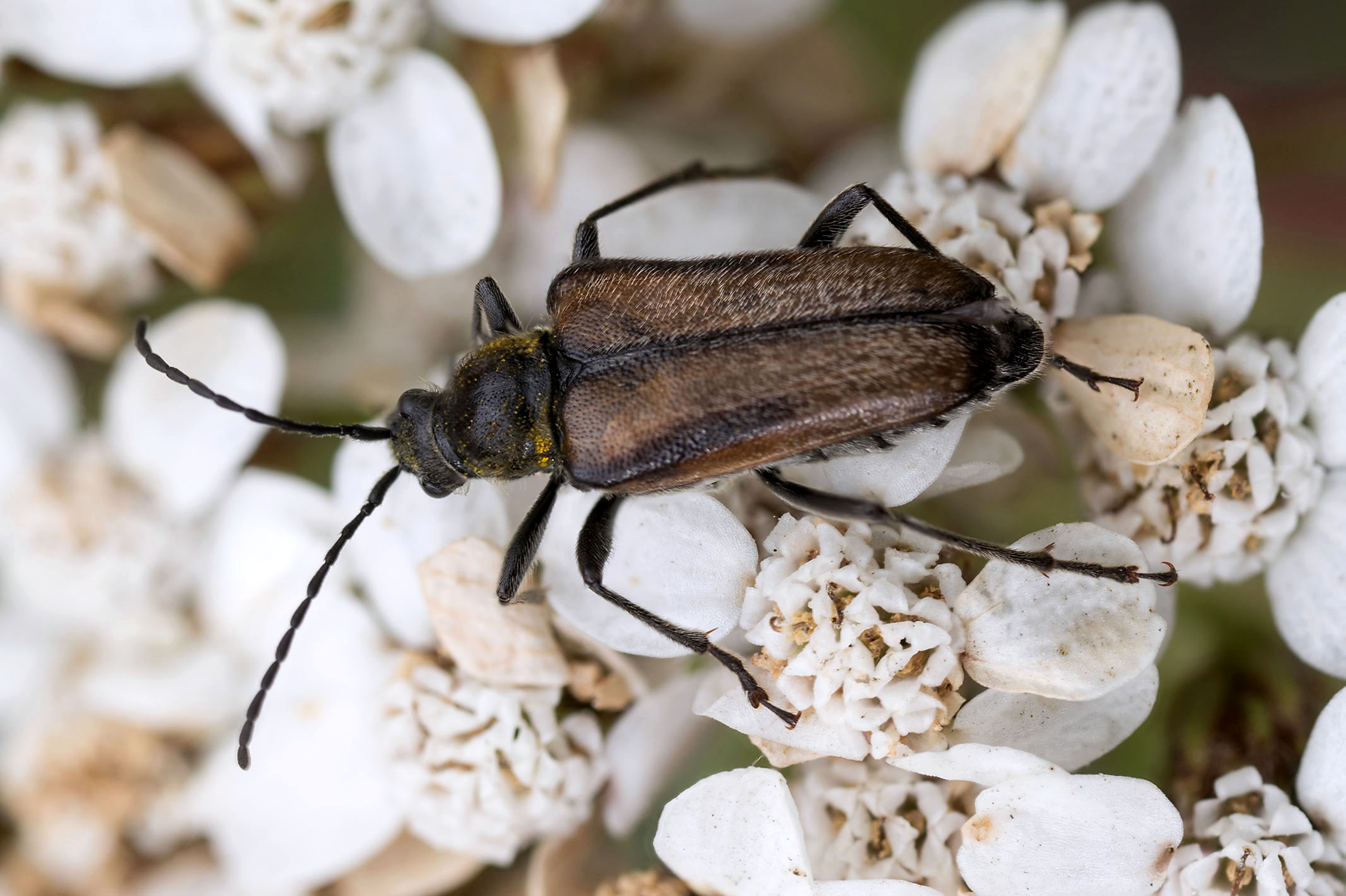 Gnathacmaeops pratensis