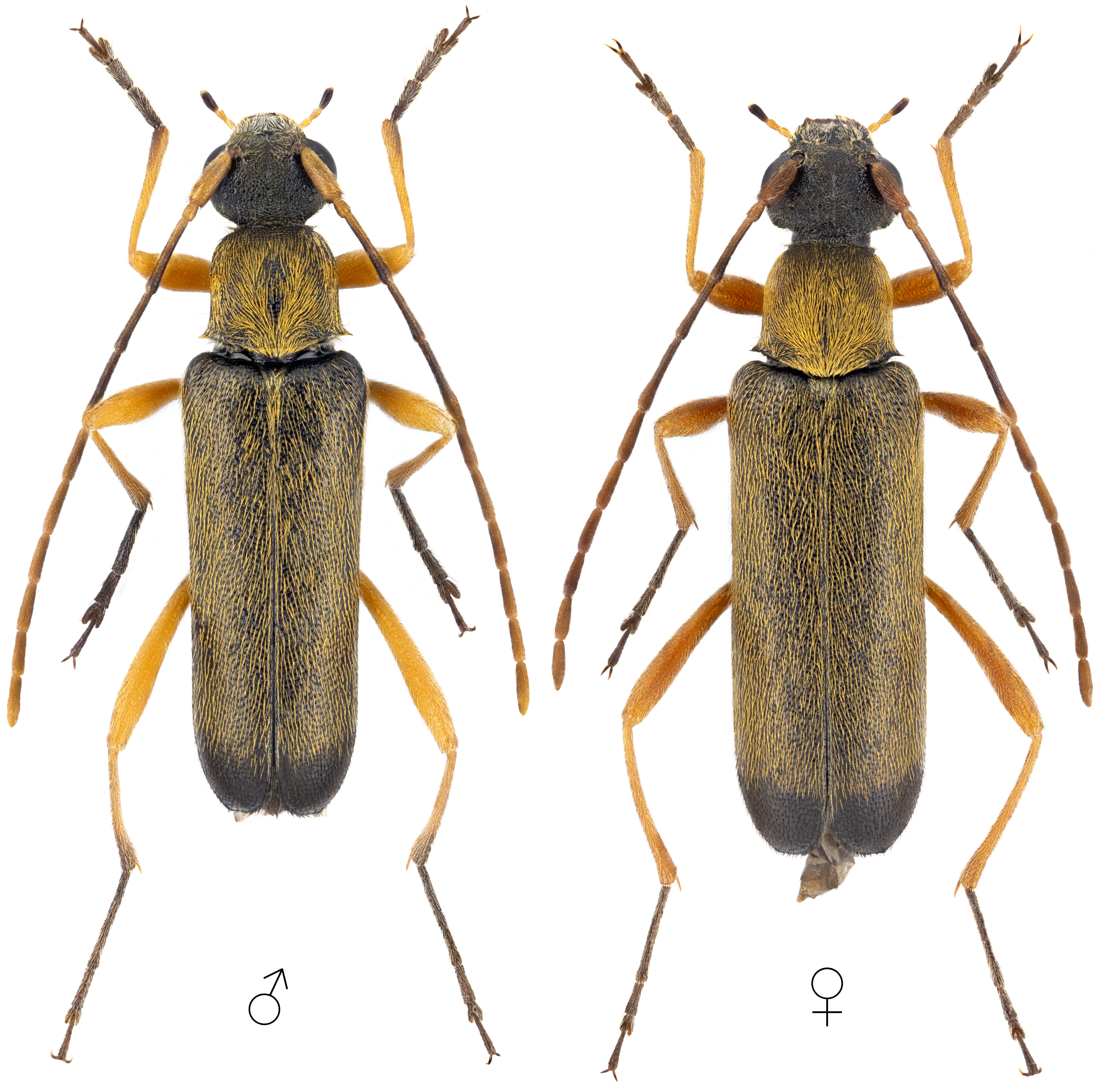 Grammoptera ustulata