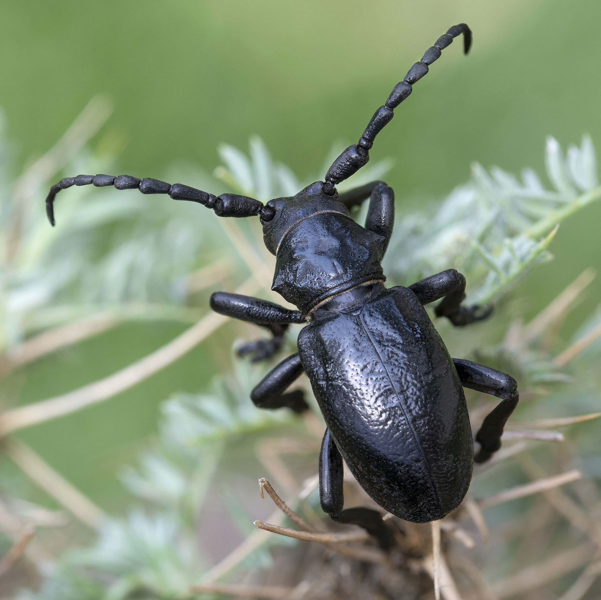 Herophila fairmairei