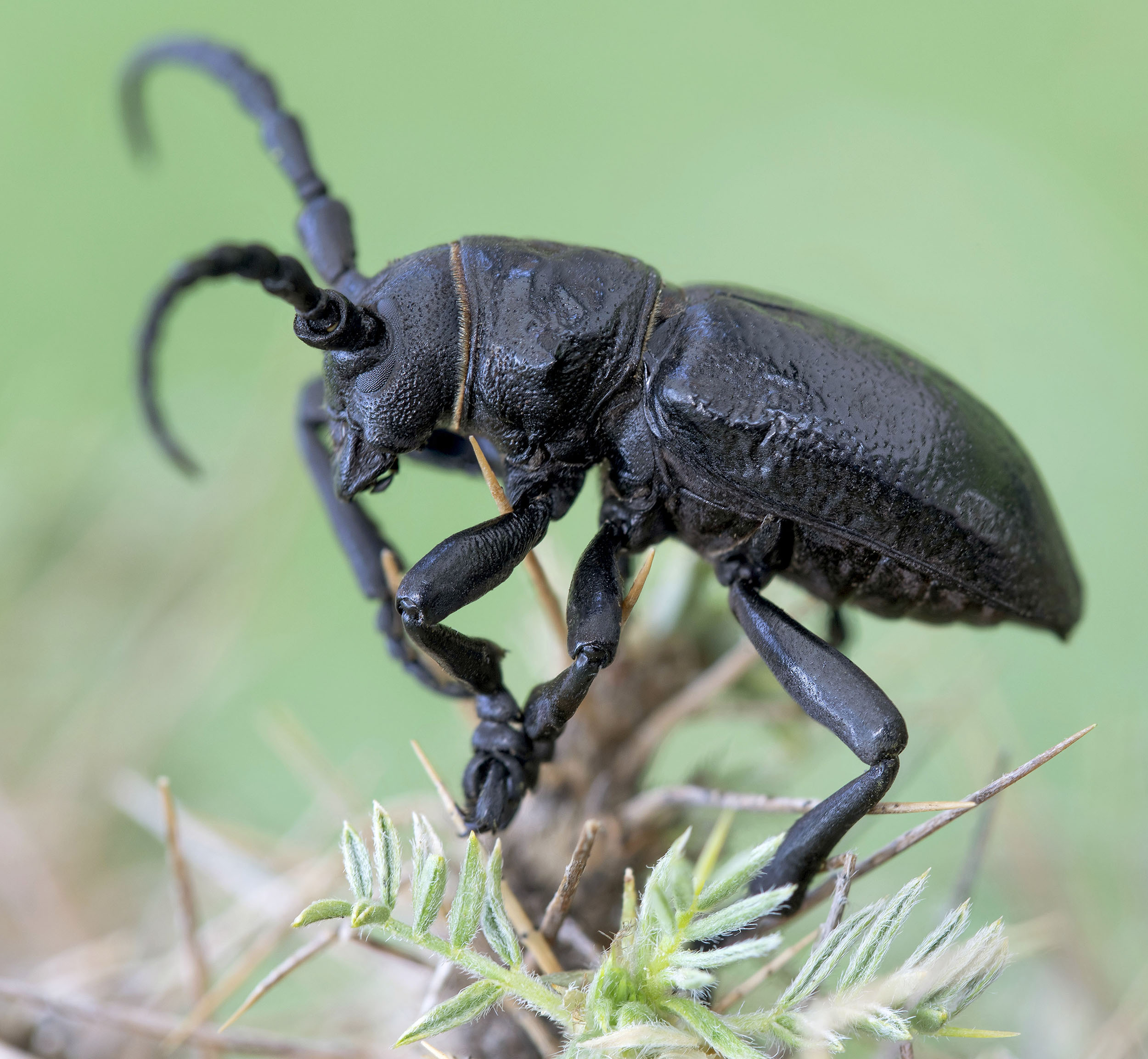 Herophila fairmairei