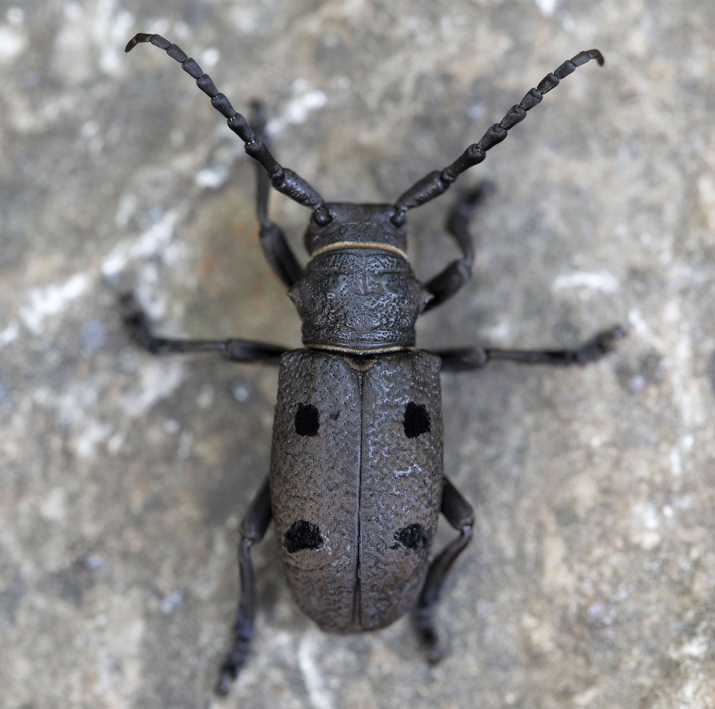 Herophila veluchiana