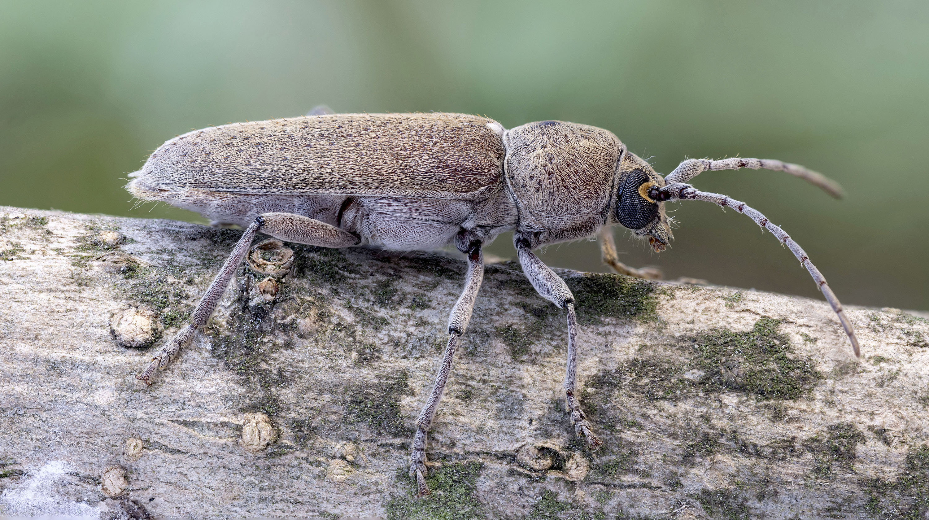 Hesperophanes melonii