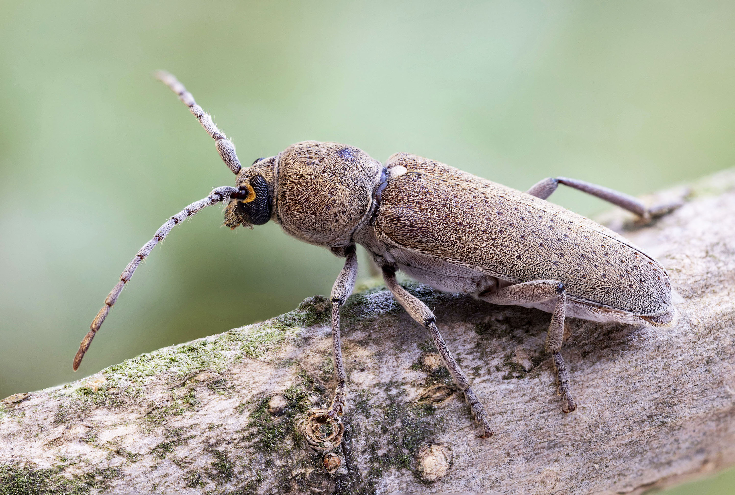 Hesperophanes melonii