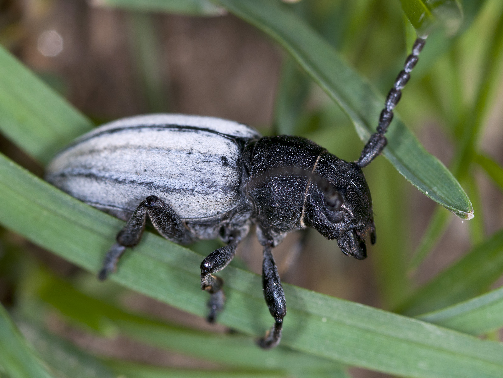 Iberodorcadion fuliginator fuliginator