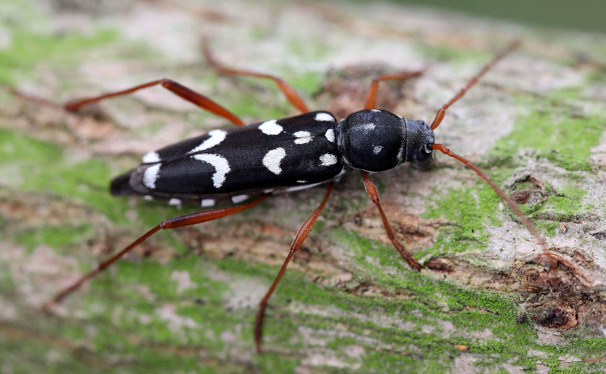 Isotomus speciosus