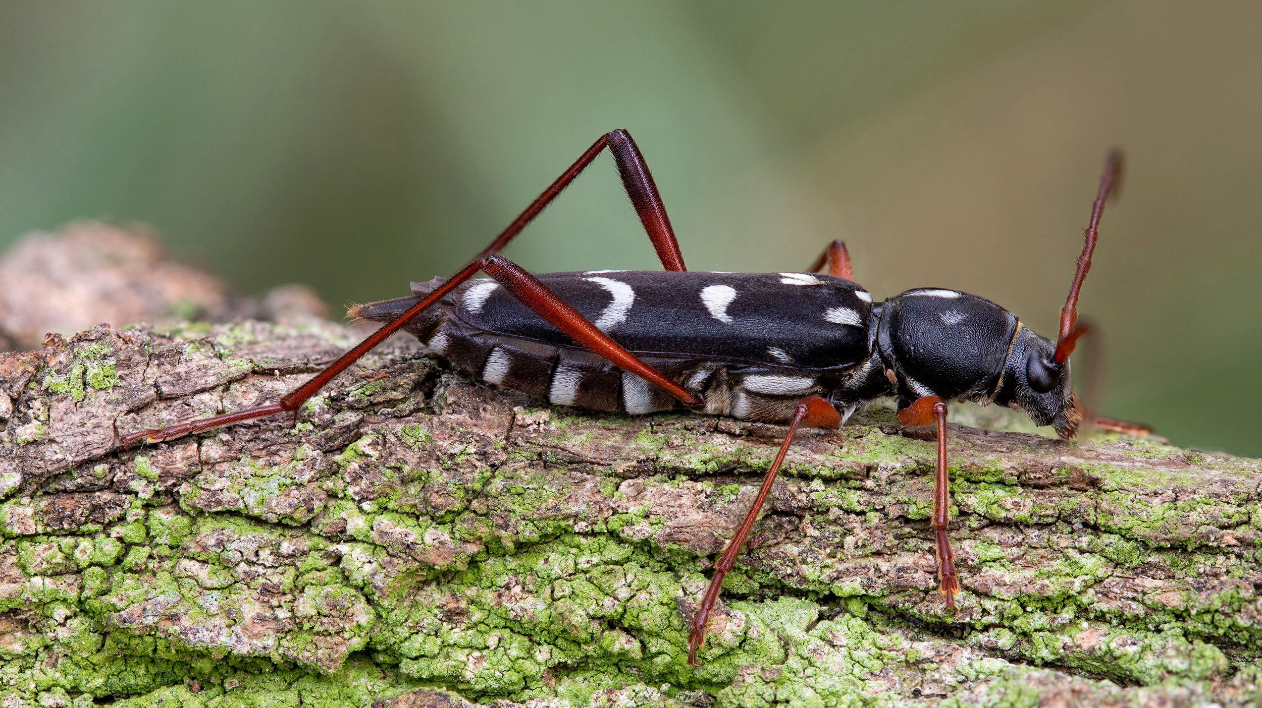 Isotomus speciosus