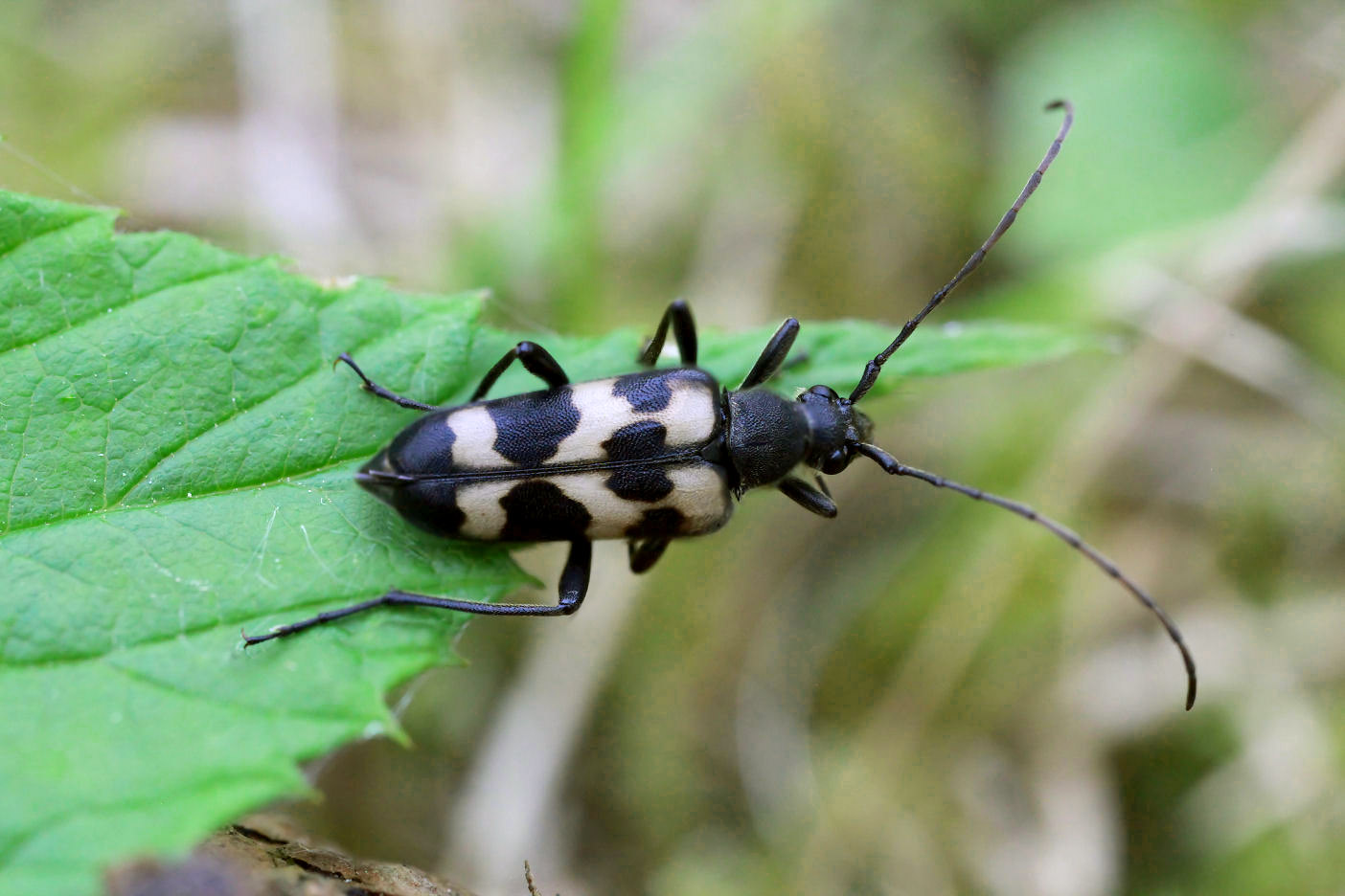 Judolia sexmaculata