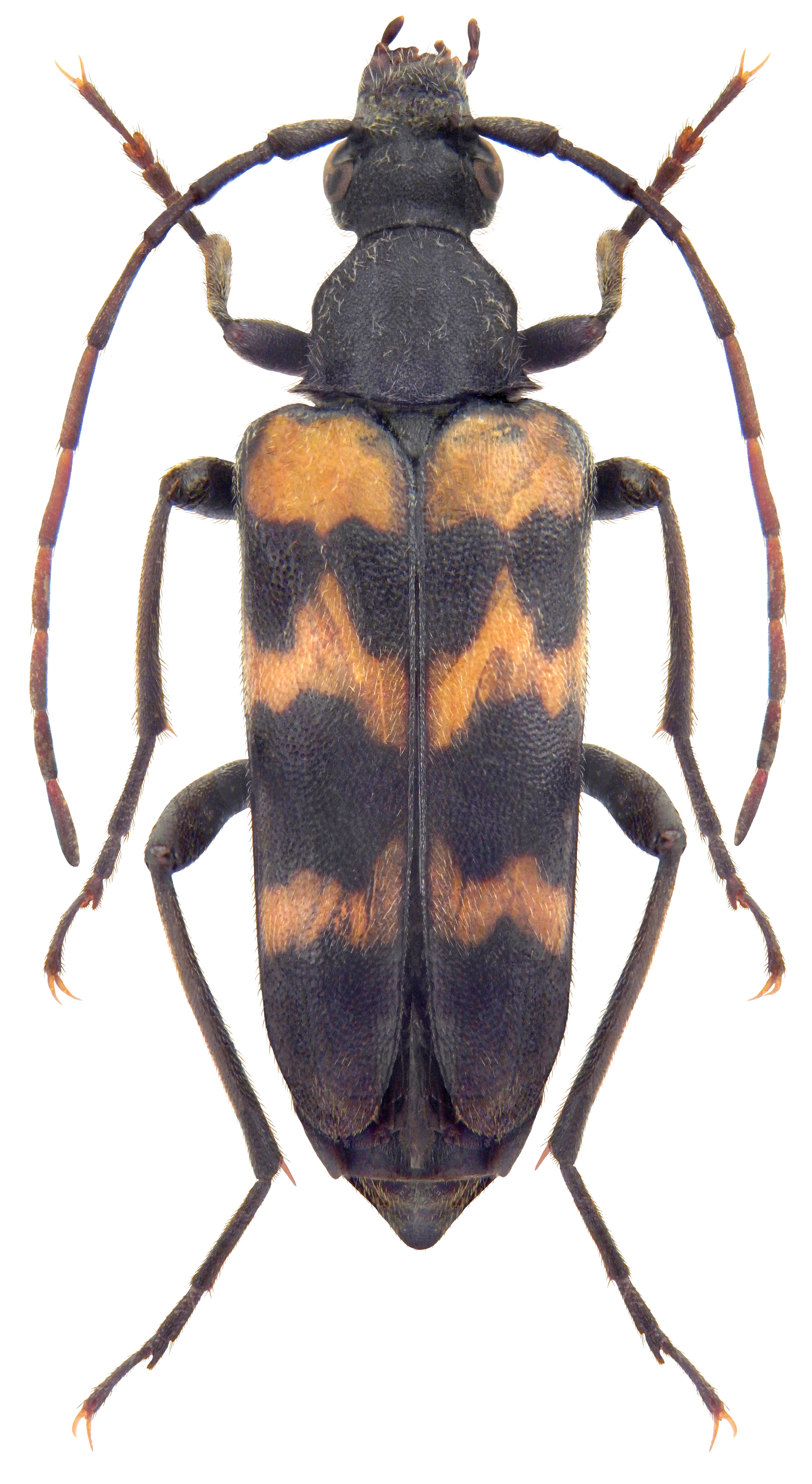 Judolia sexmaculata