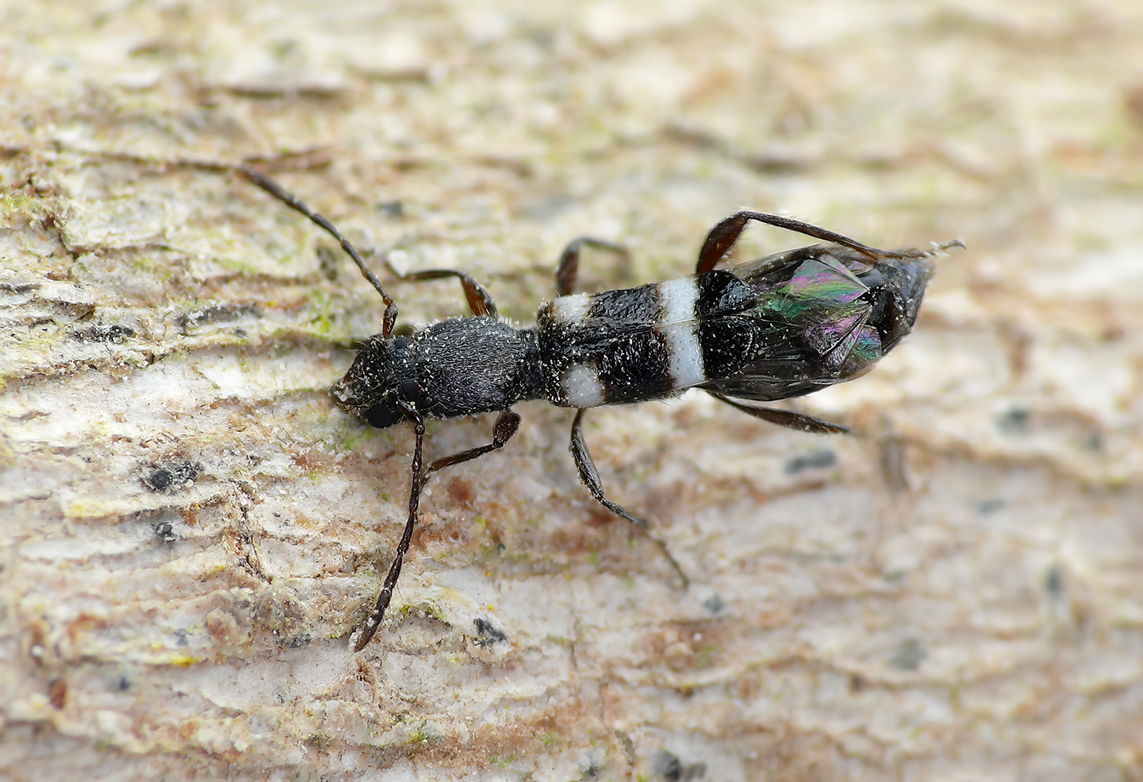 Kabatekiipsebium yemenensis