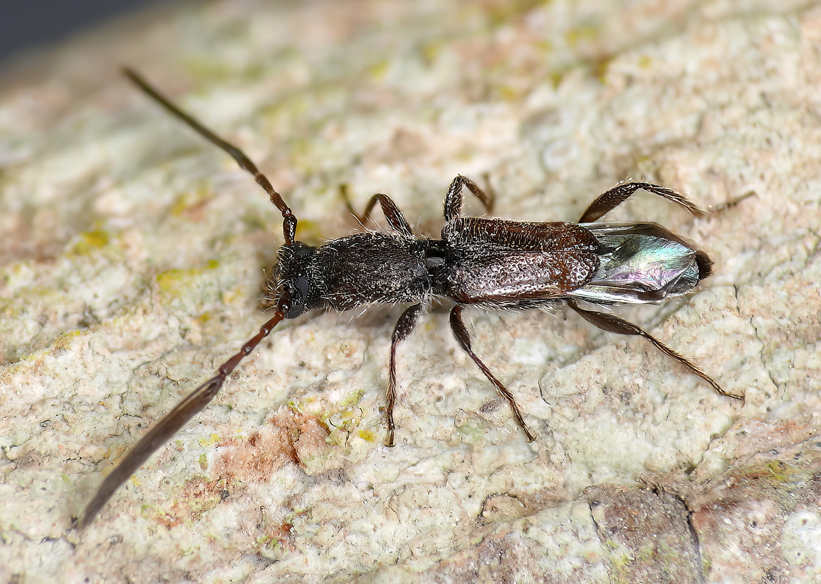 Kabatekiipsebium yemenensis