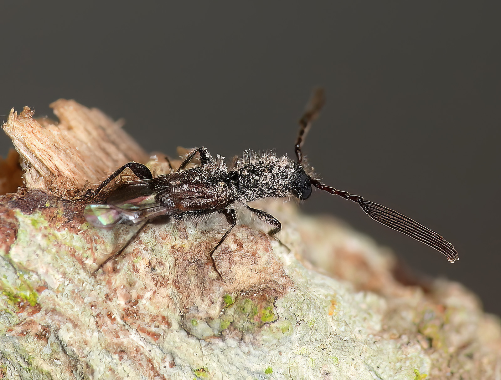 Kabatekiipsebium yemenensis