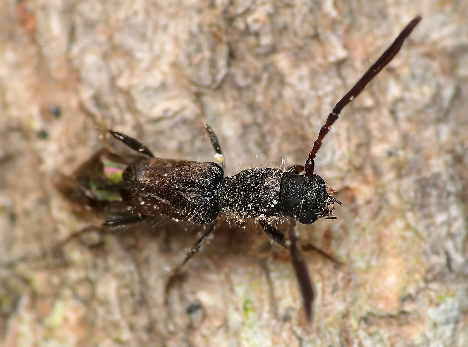 Kabatekiipsebium yemenensis