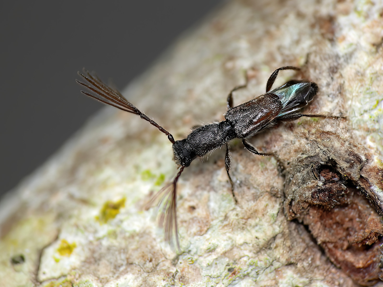 Kabatekiipsebium yemenensis