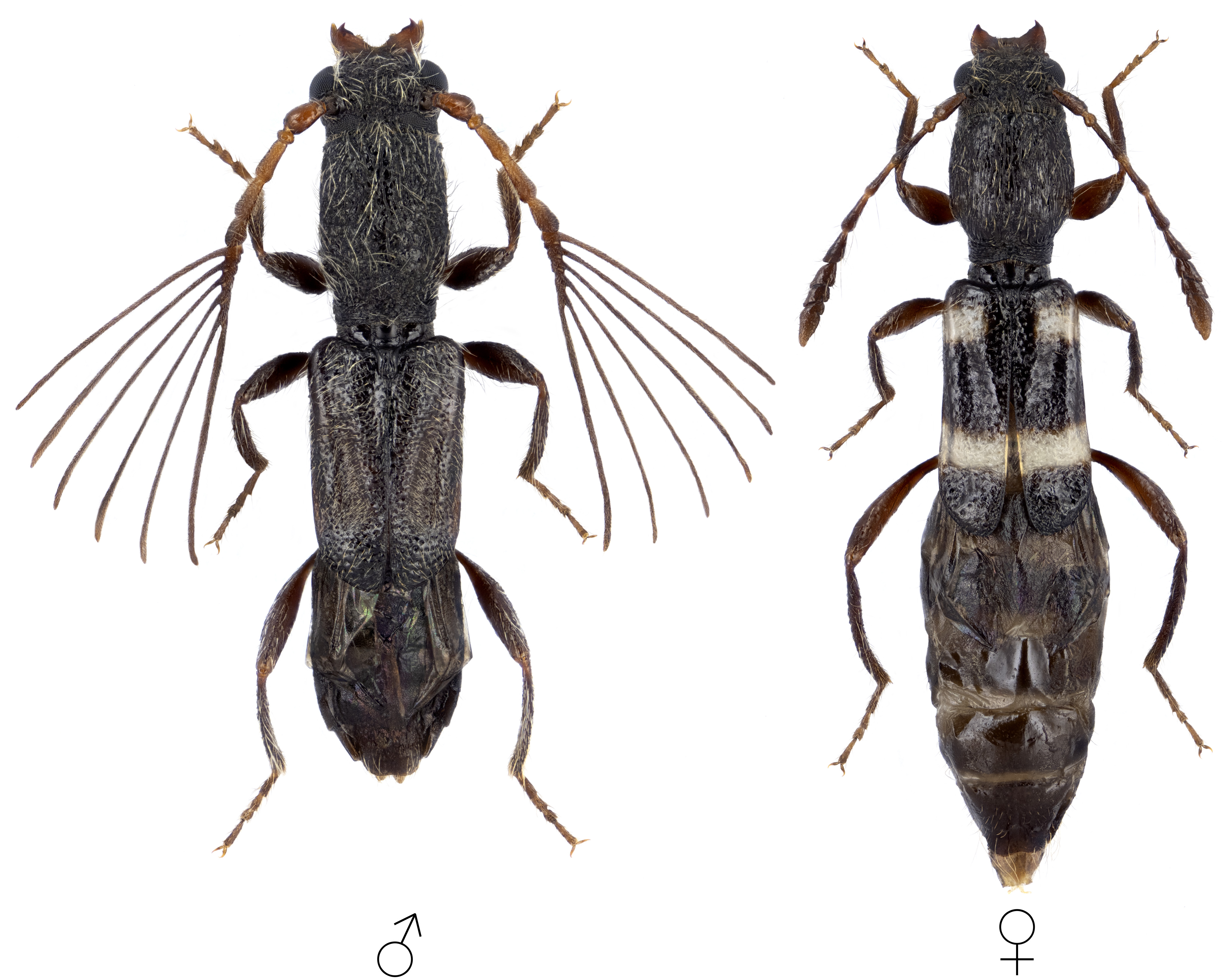 Kabatekiipsebium yemenensis
