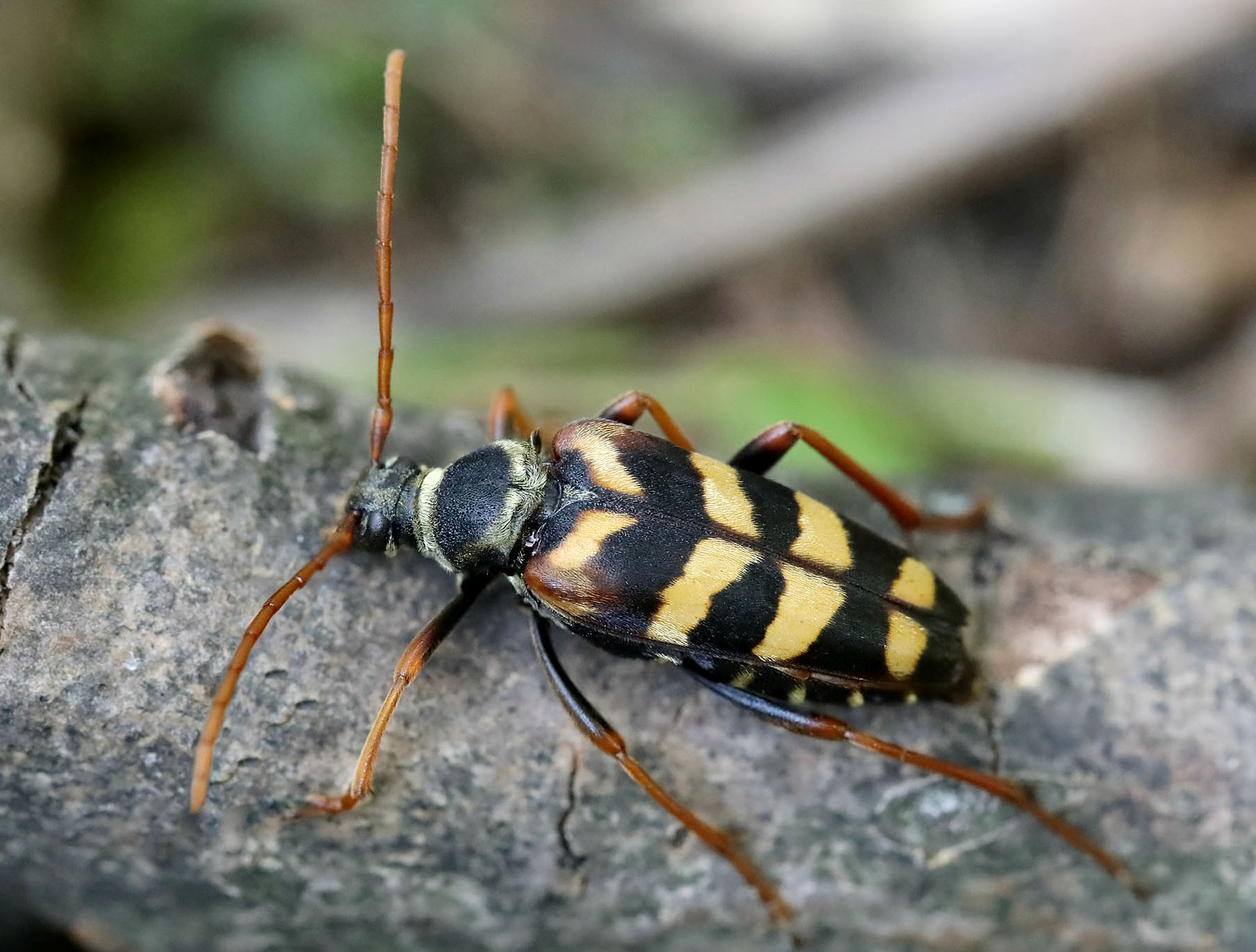 Leptura aurulenta