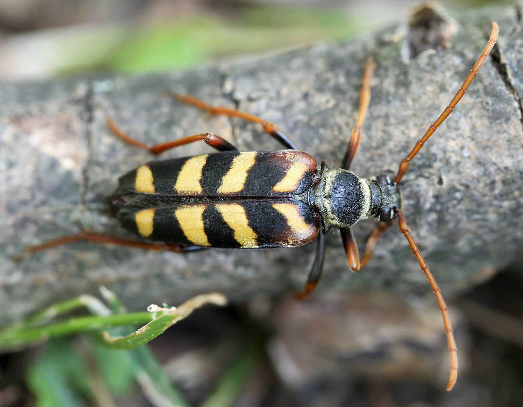 Leptura aurulenta