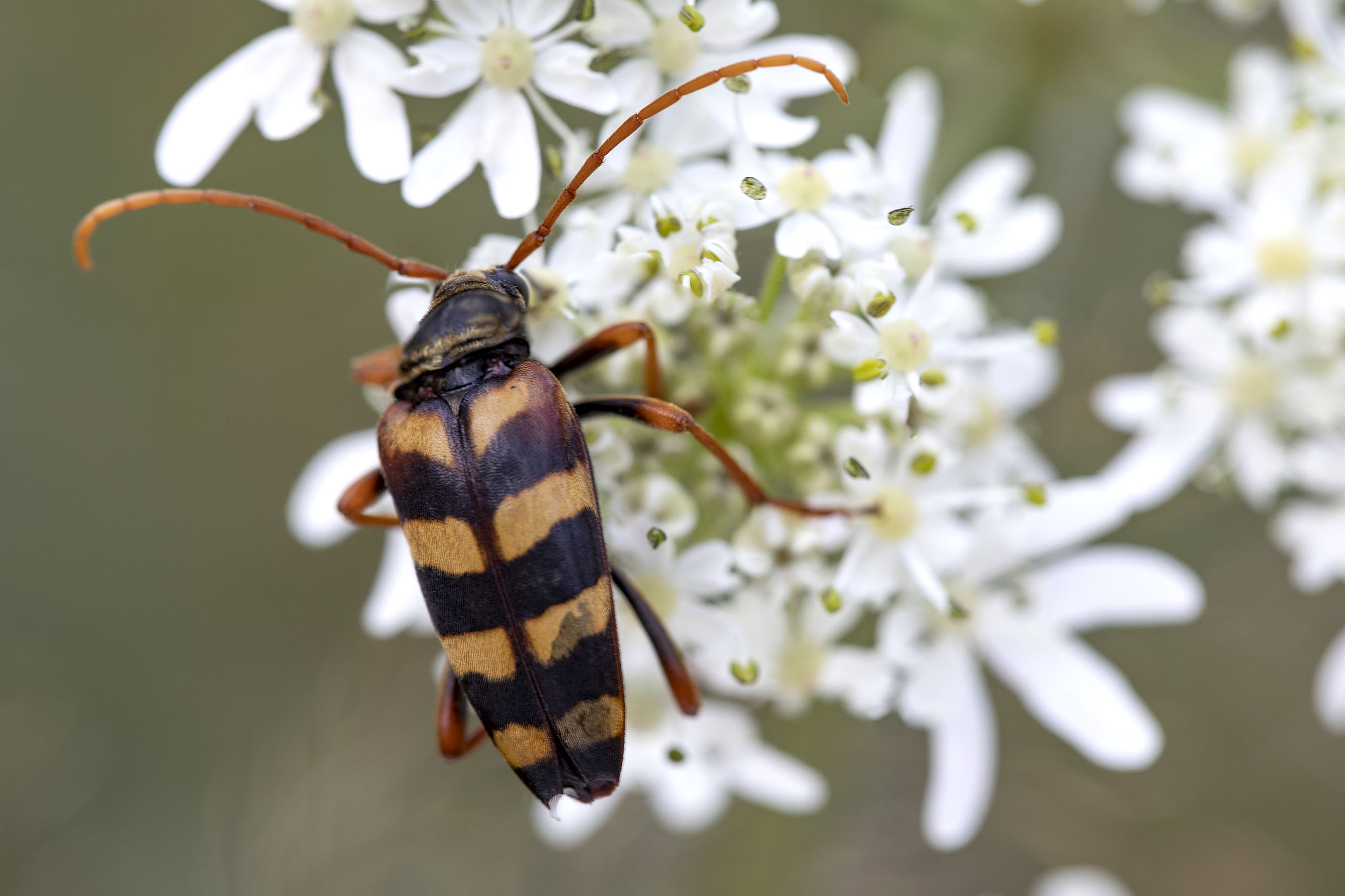 Leptura aurulenta