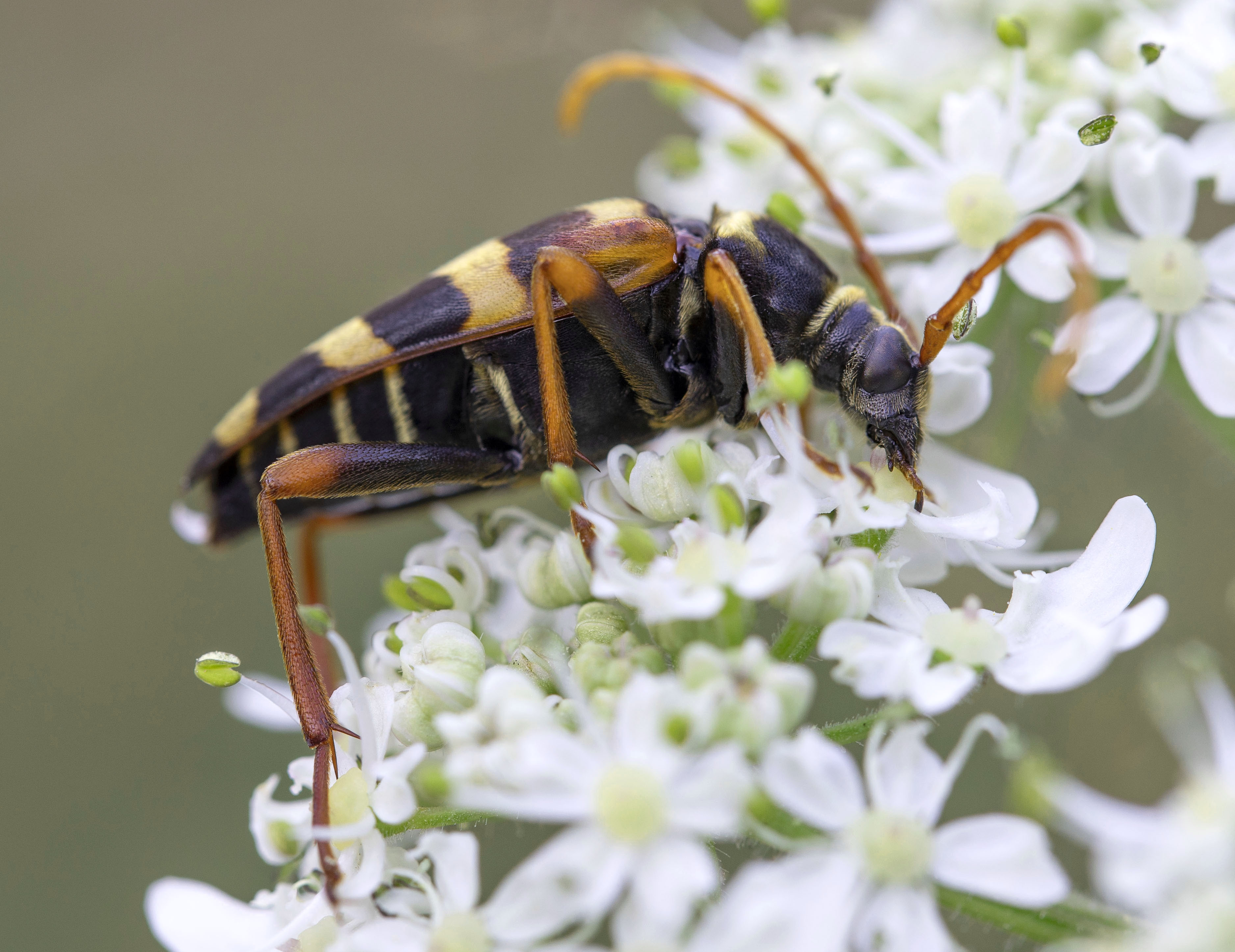 Leptura aurulenta