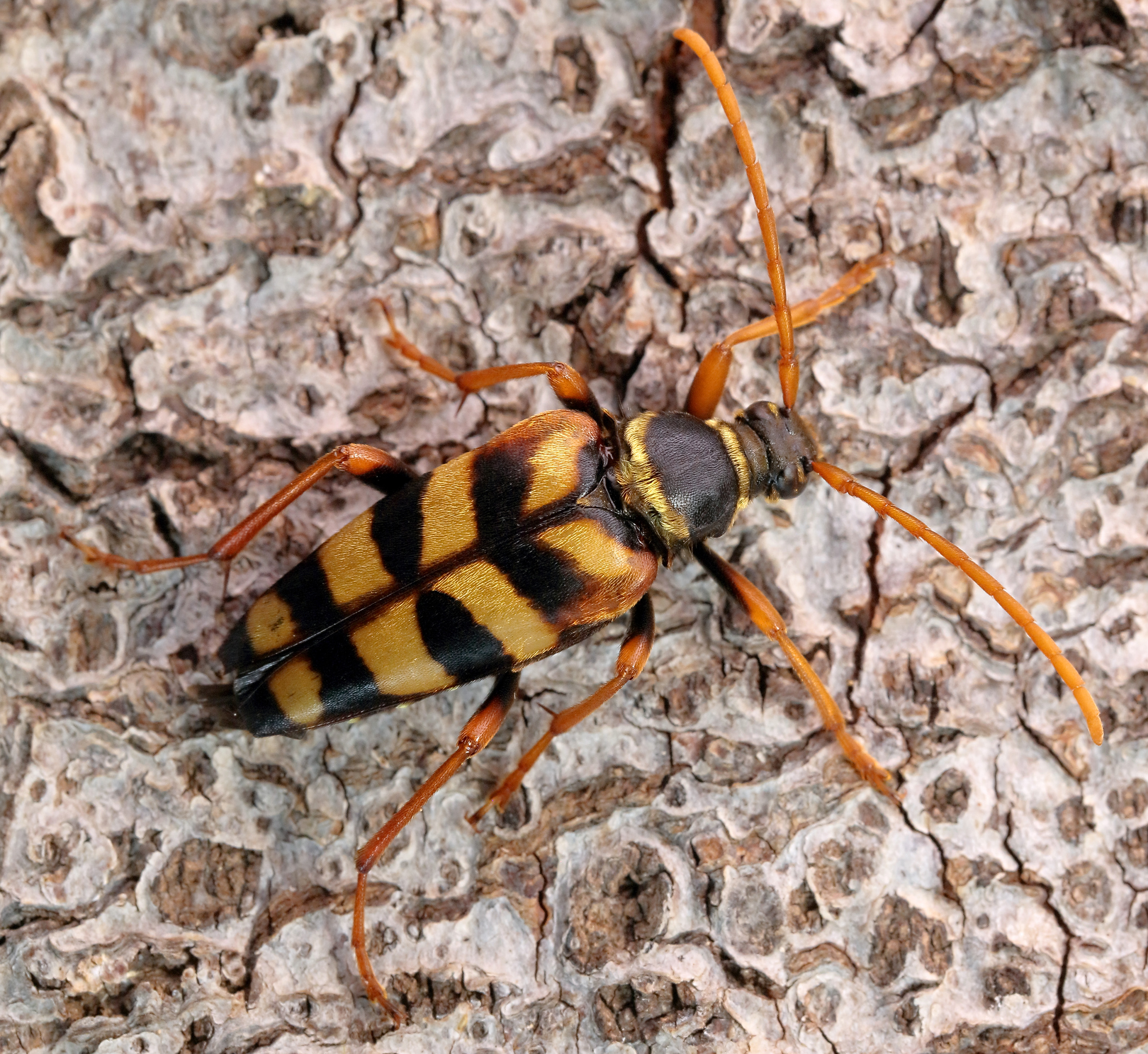 Leptura aurulenta