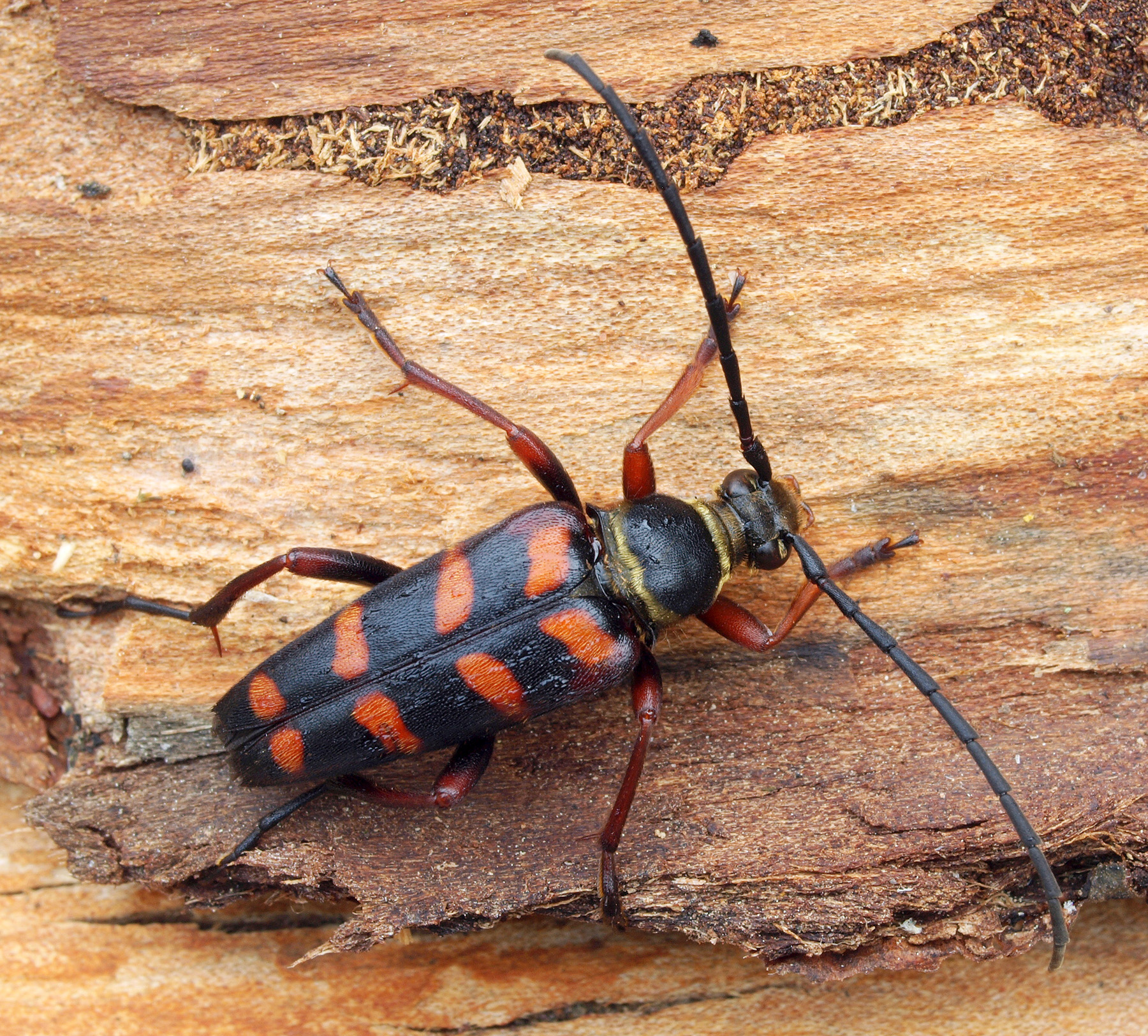 Leptura aurulenta