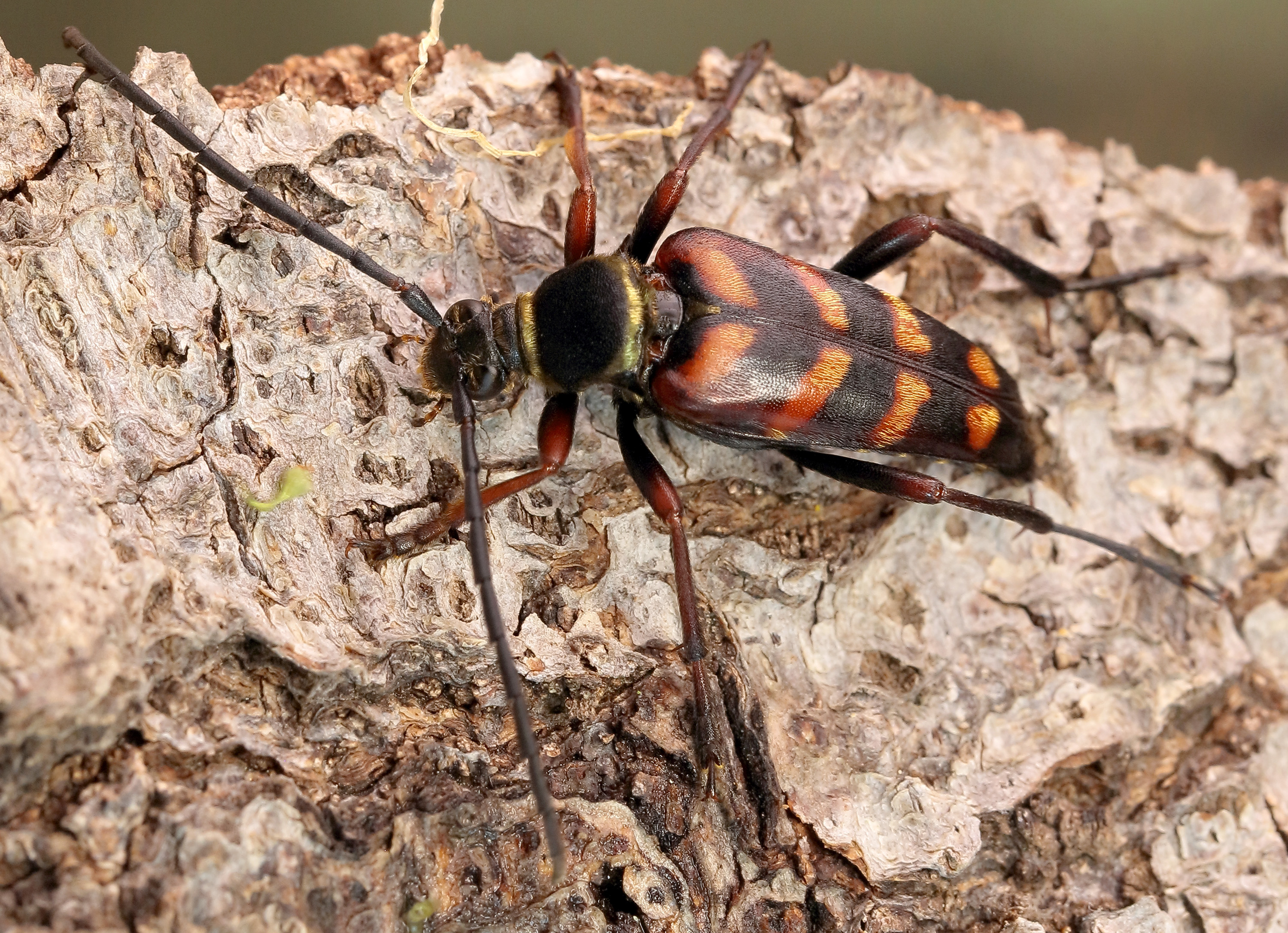 Leptura aurulenta