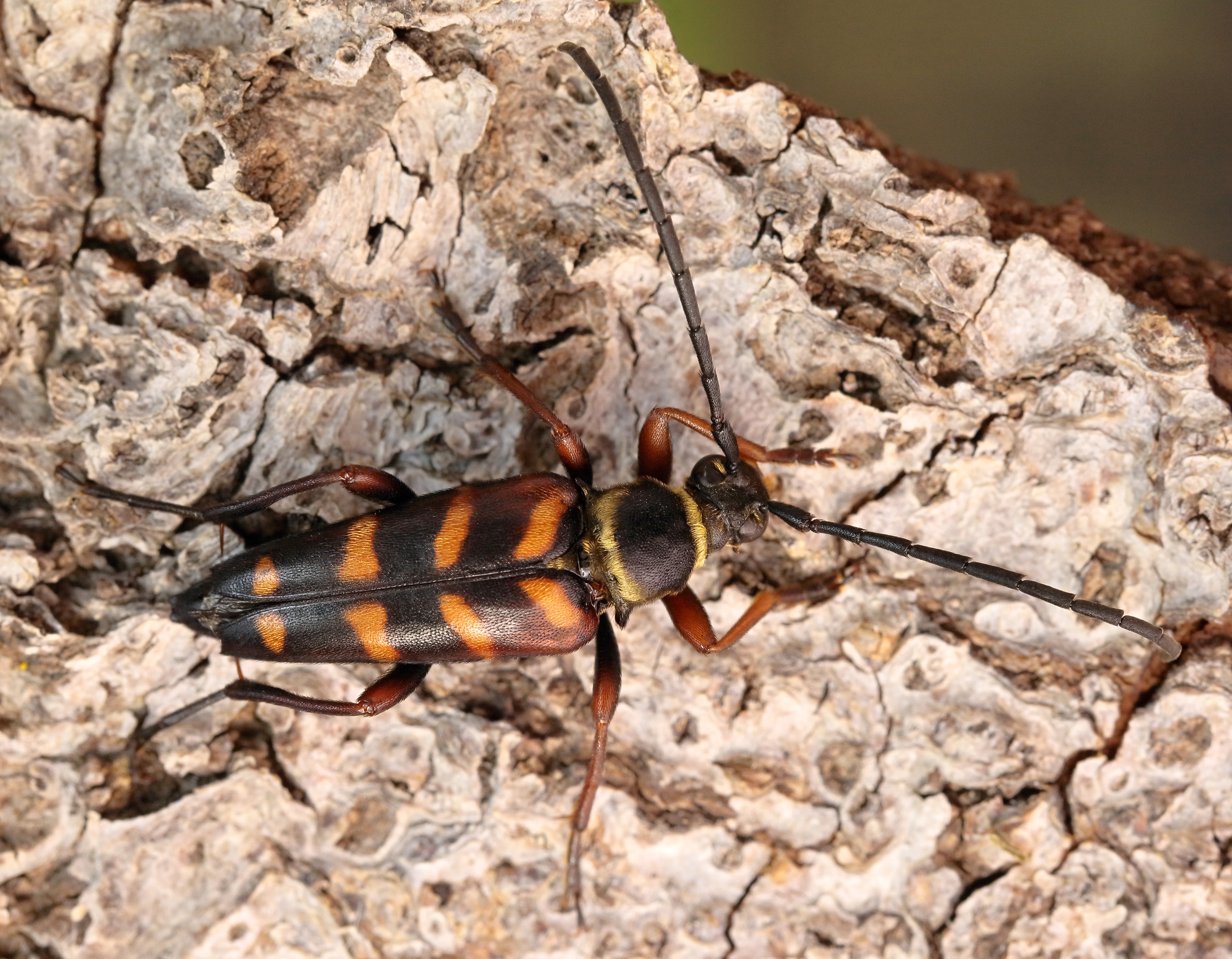 Leptura aurulenta