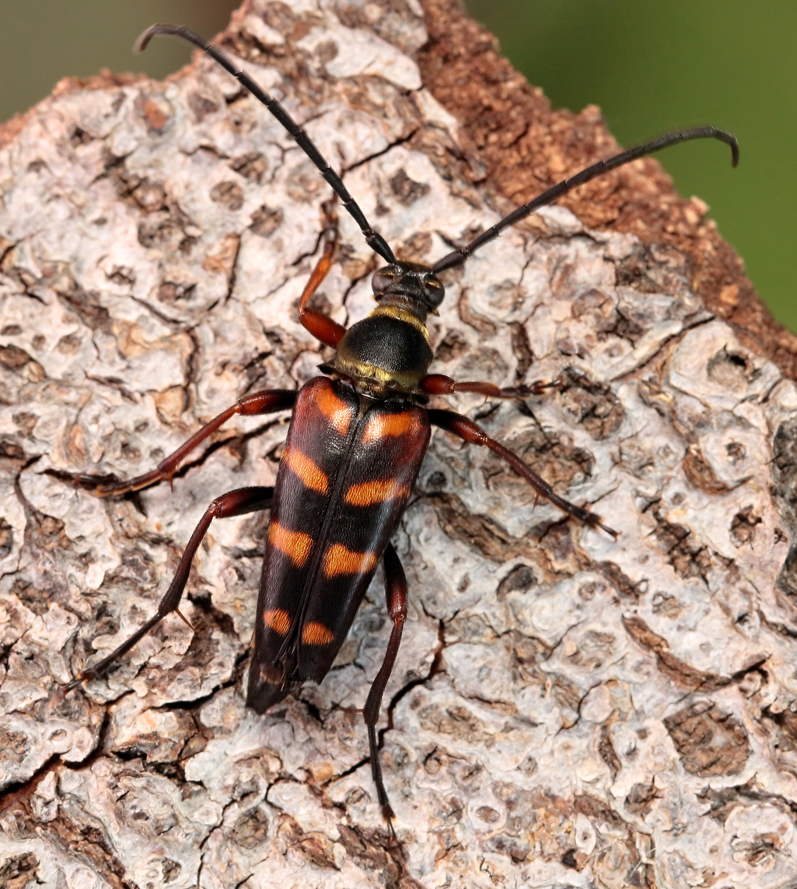 Leptura aurulenta