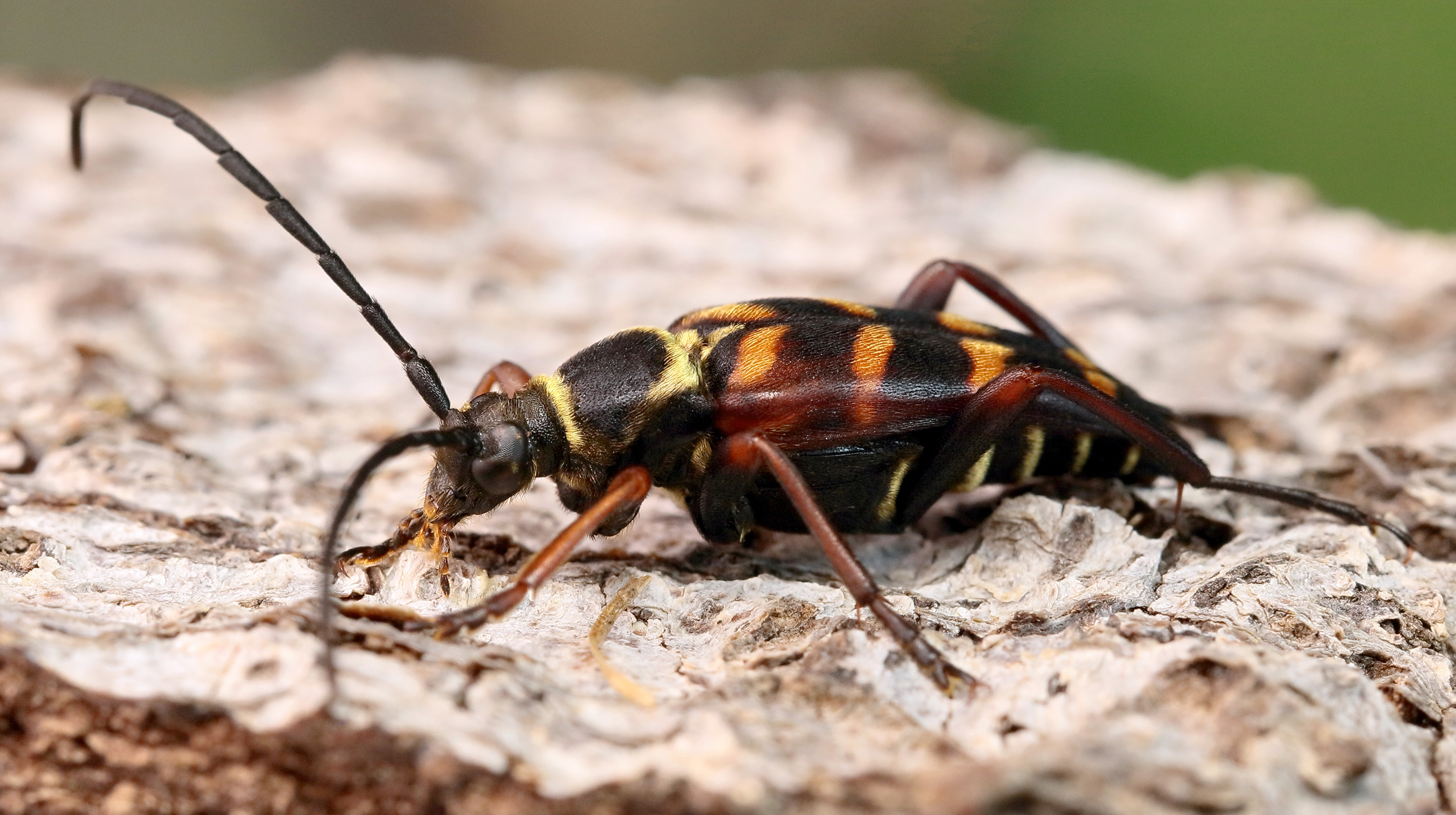 Leptura aurulenta