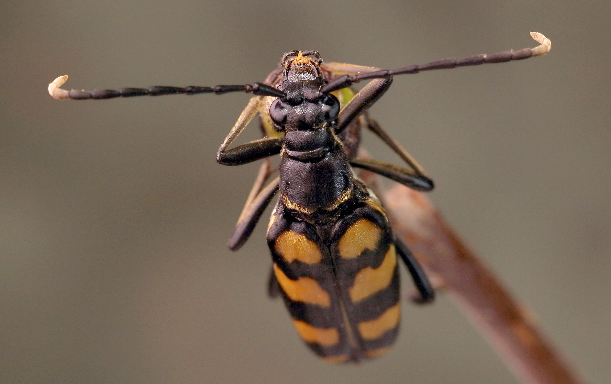 Leptura quadrifasciata quadrifasciata