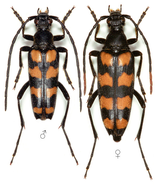 Leptura Alchetron, The Free Social Encyclopedia