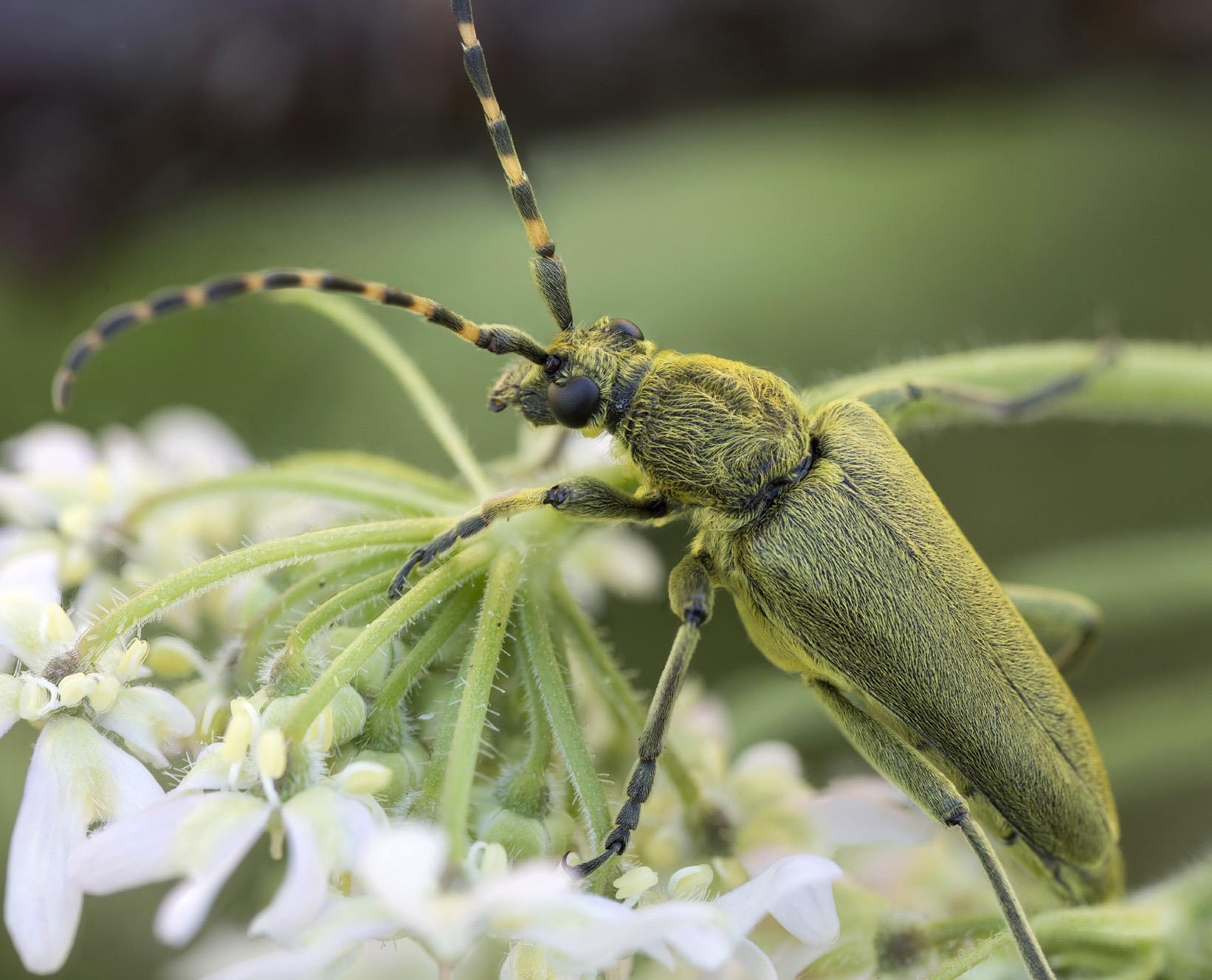 Lepturobosca virens