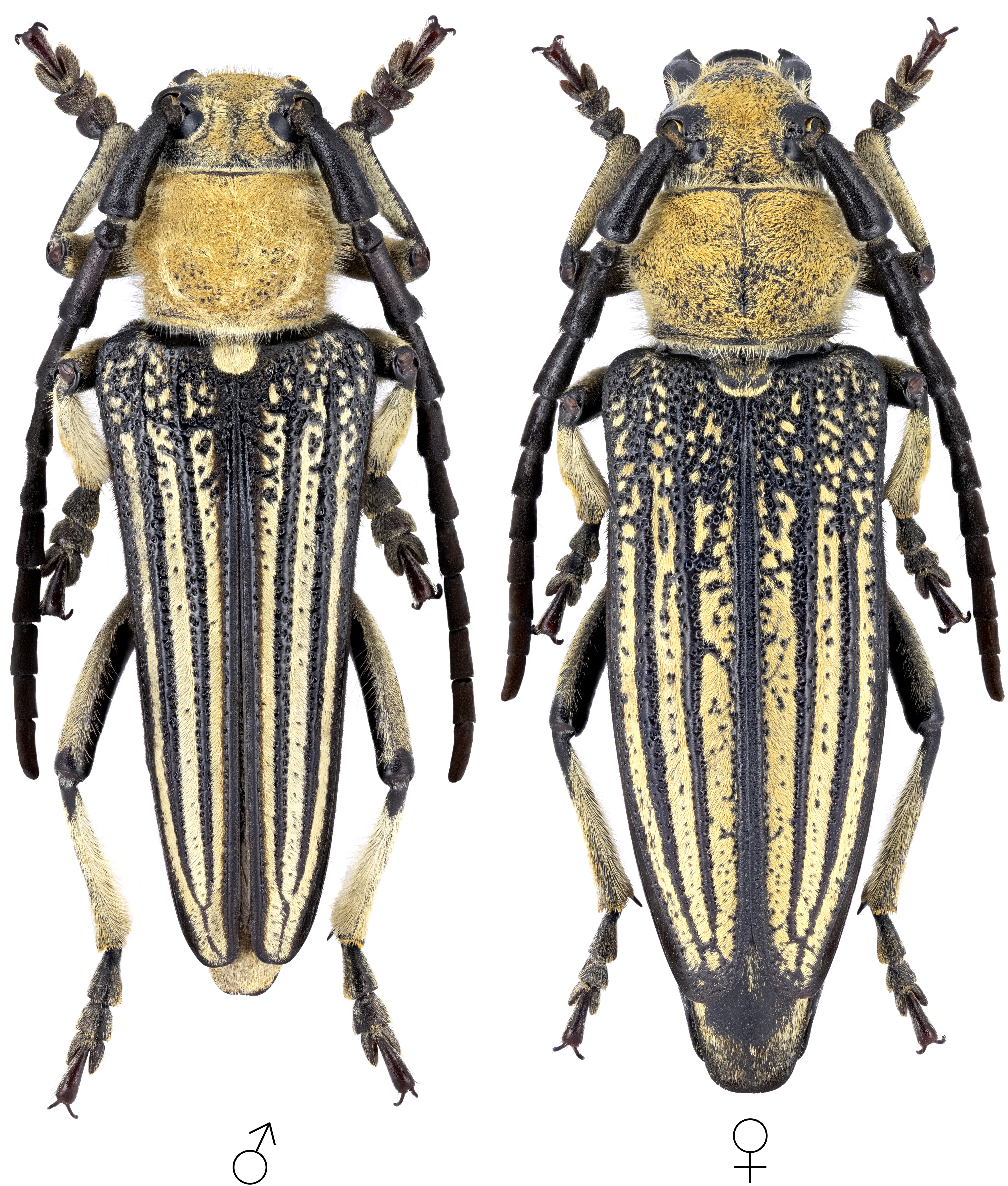 Mallosia imperatrix tauricol