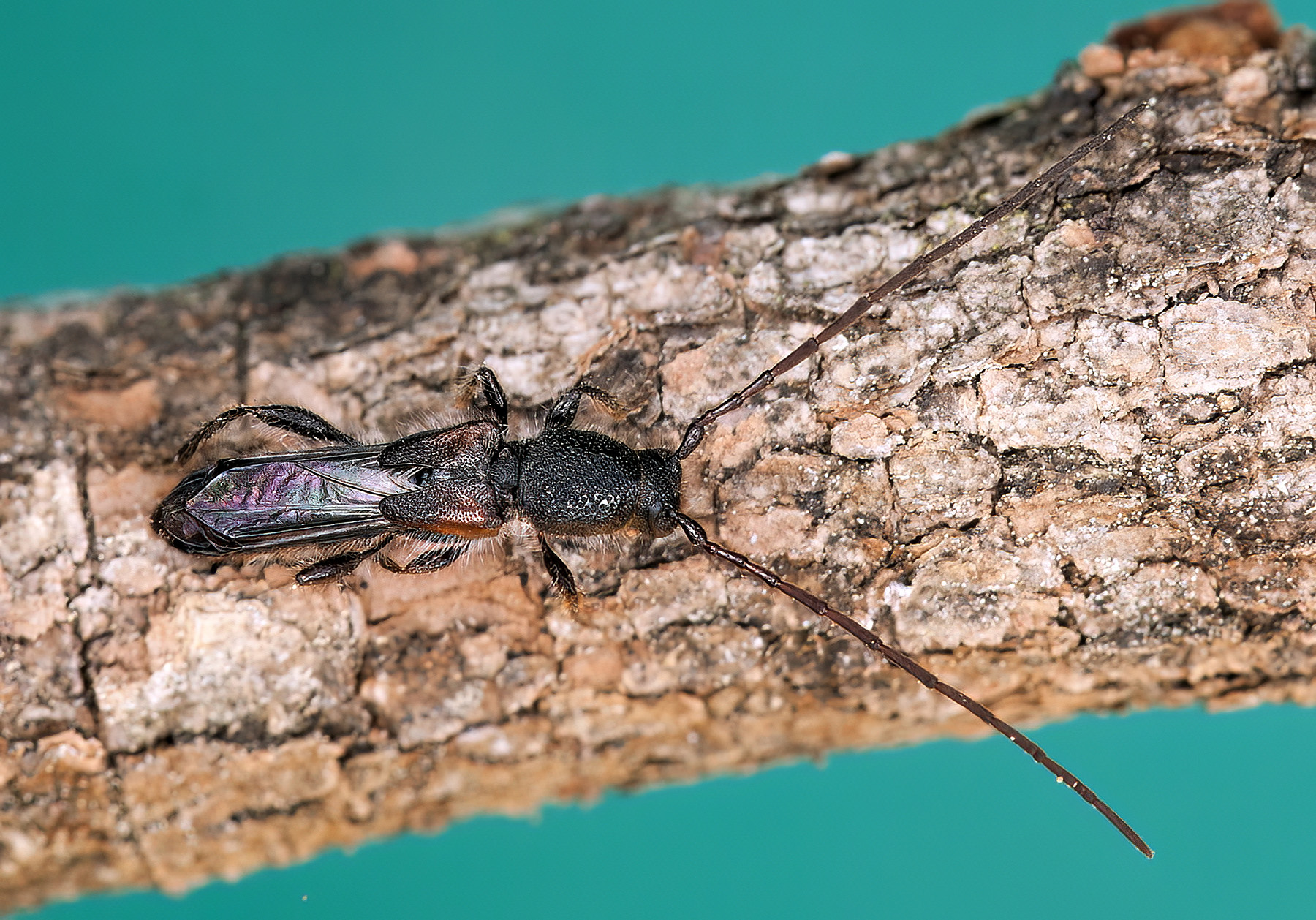 Molorchus bassettii