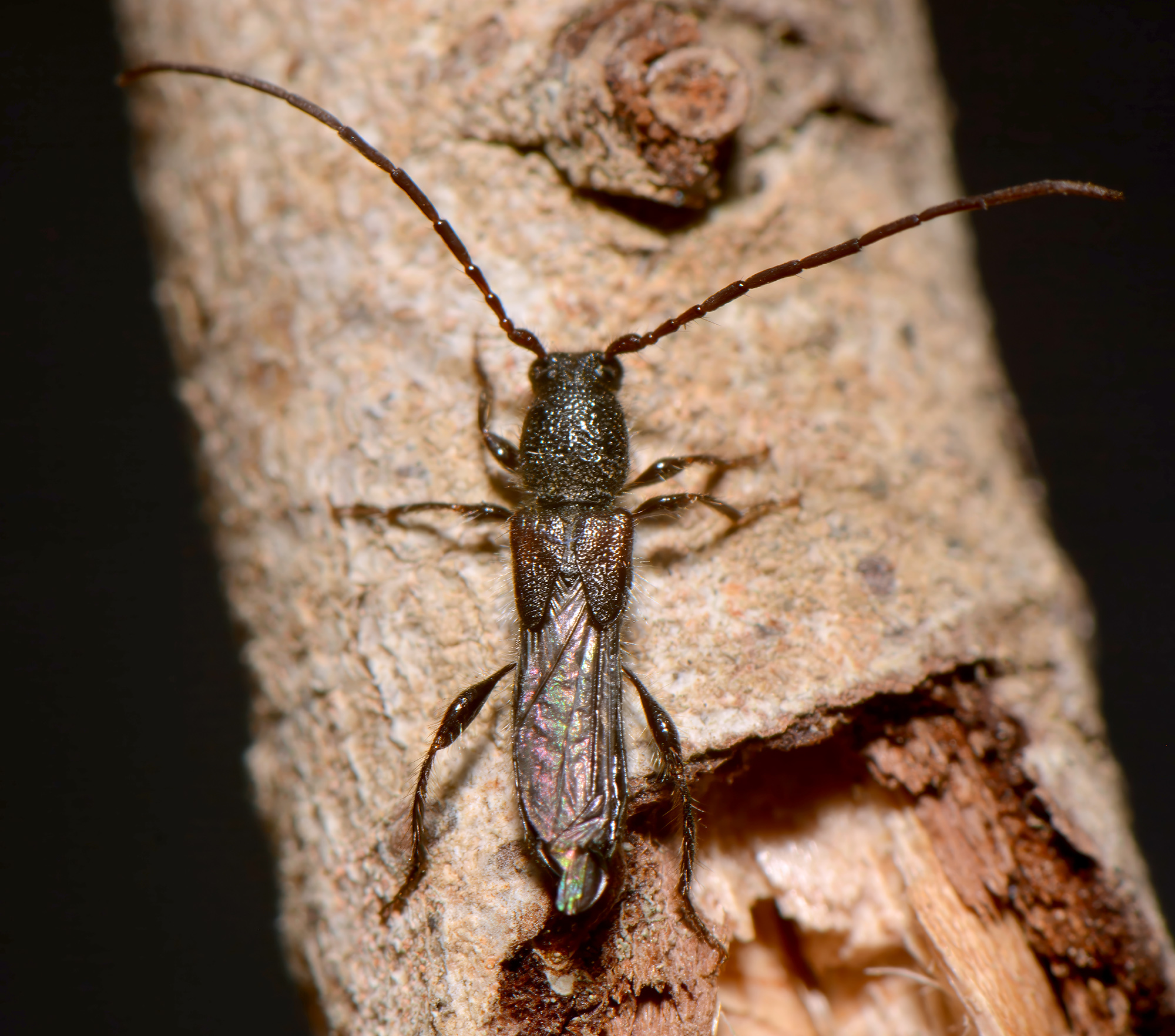 Molorchus bassettii