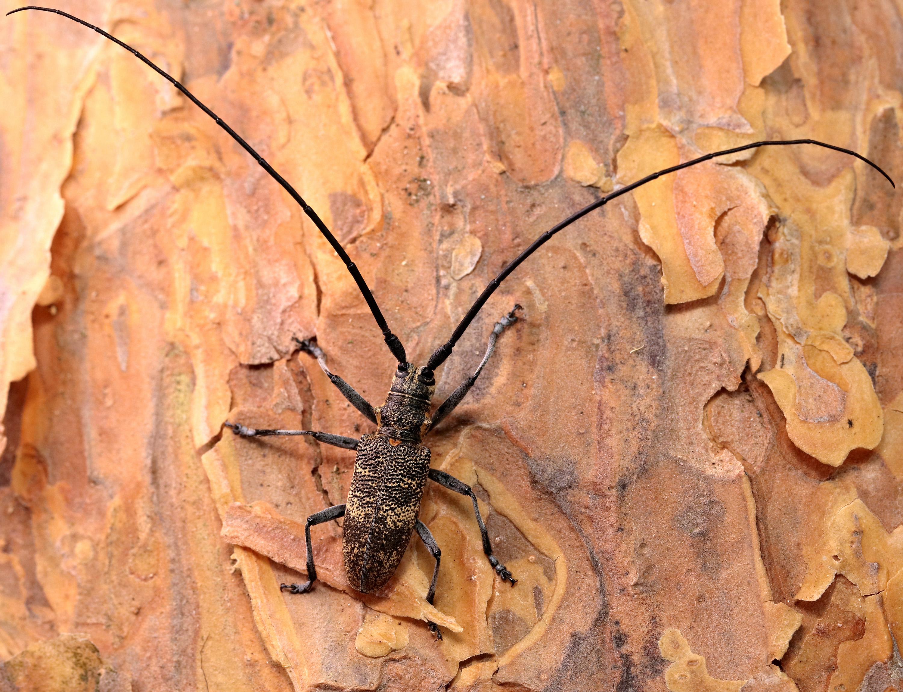 Monochamus galloprovincialis