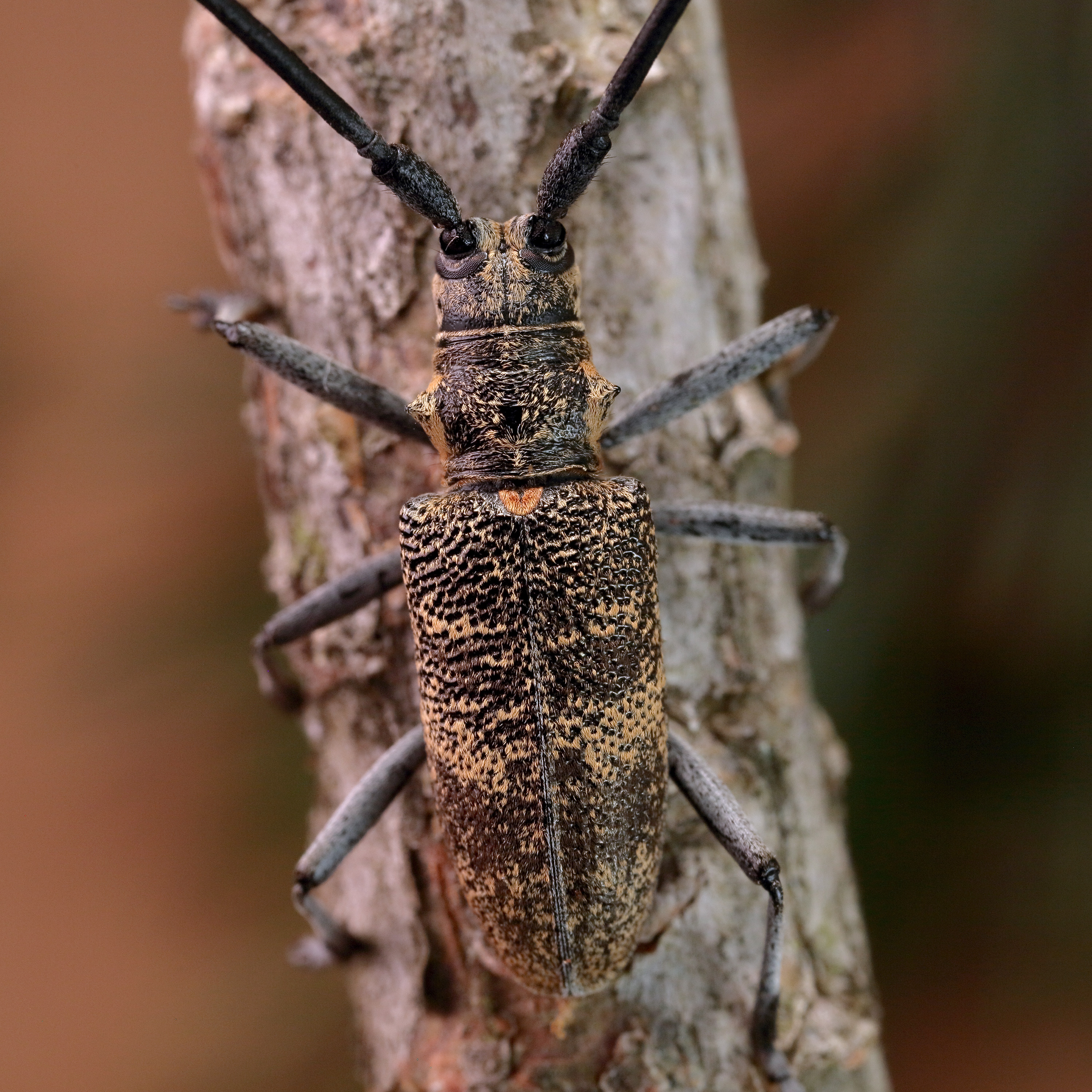 Monochamus galloprovincialis