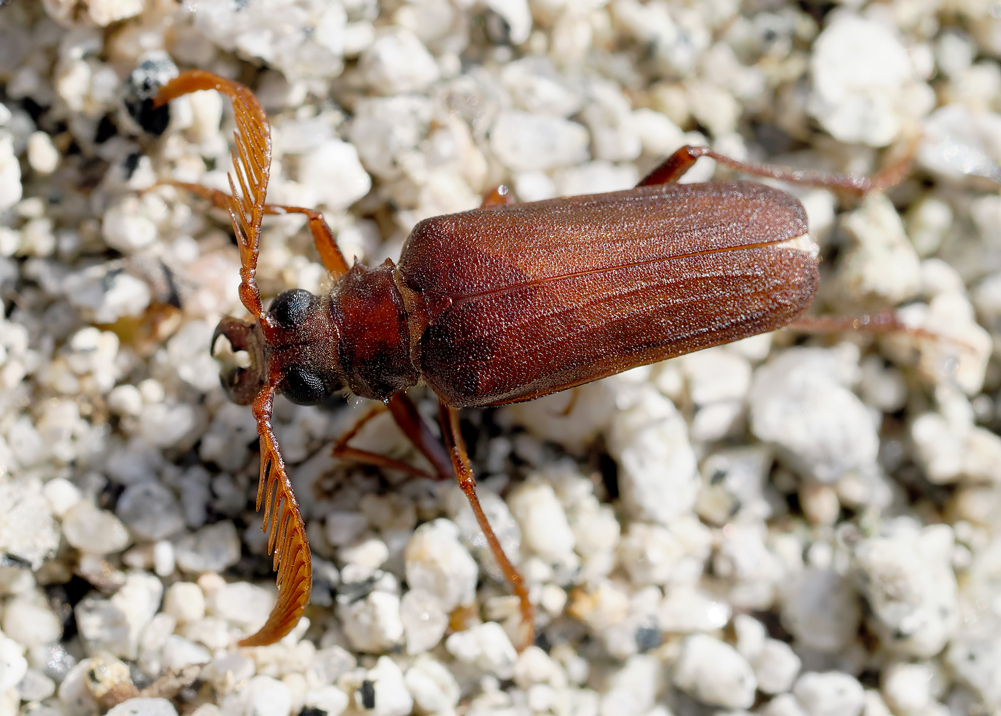 Monocladum aegyptiacum granulipenne