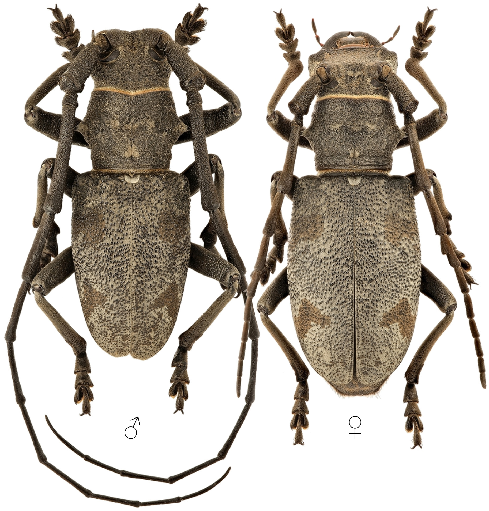 Morimus asper gazanchidisi