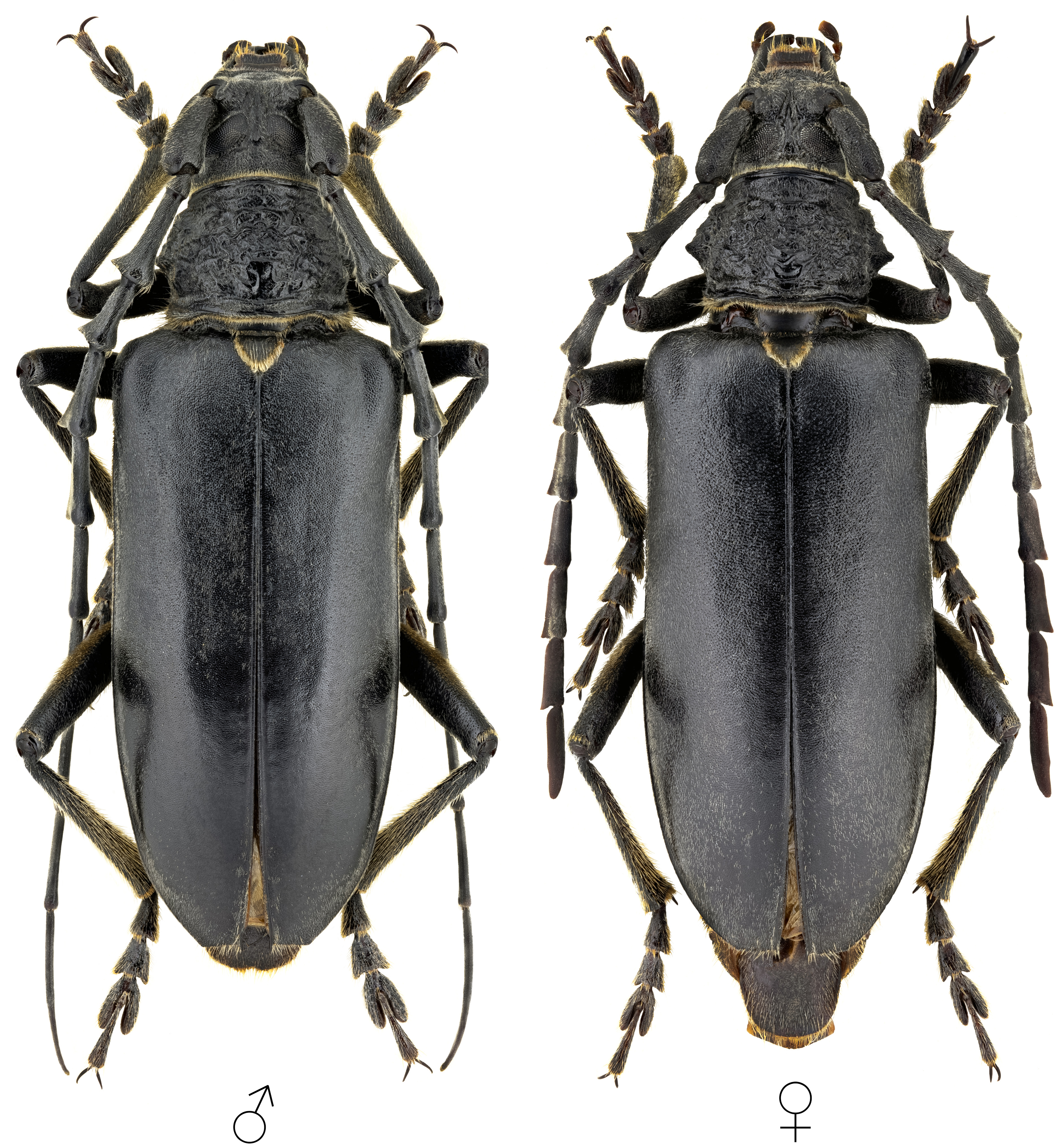 Neoplocaederus scapularis