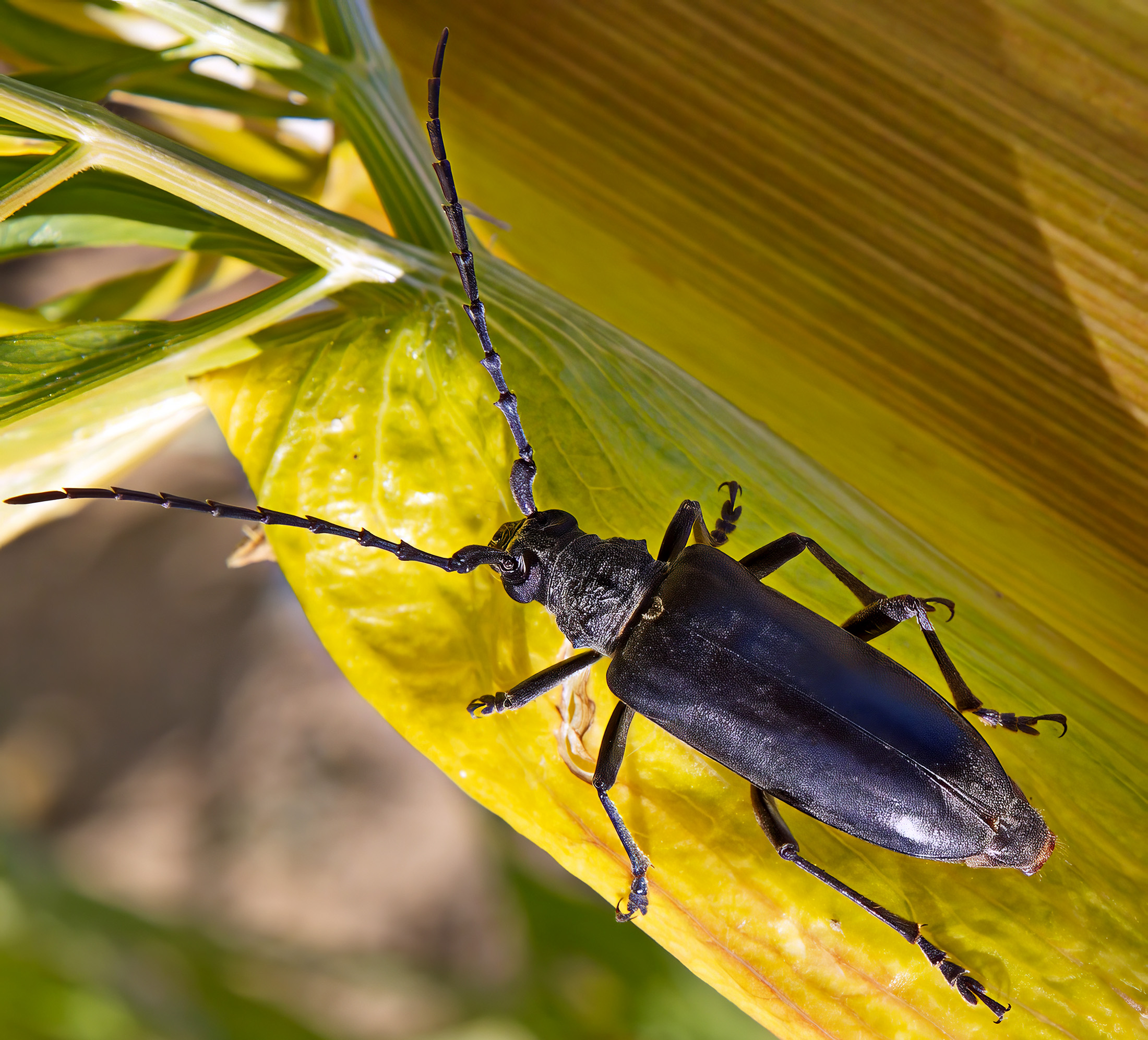 Neoplocaederus scapularis