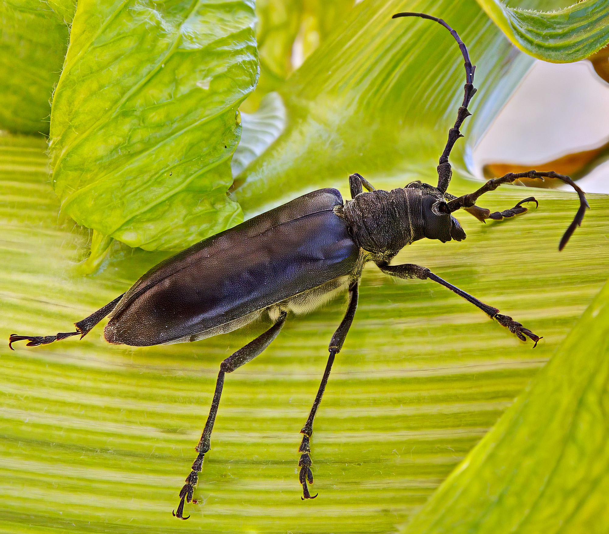 Neoplocaederus scapularis