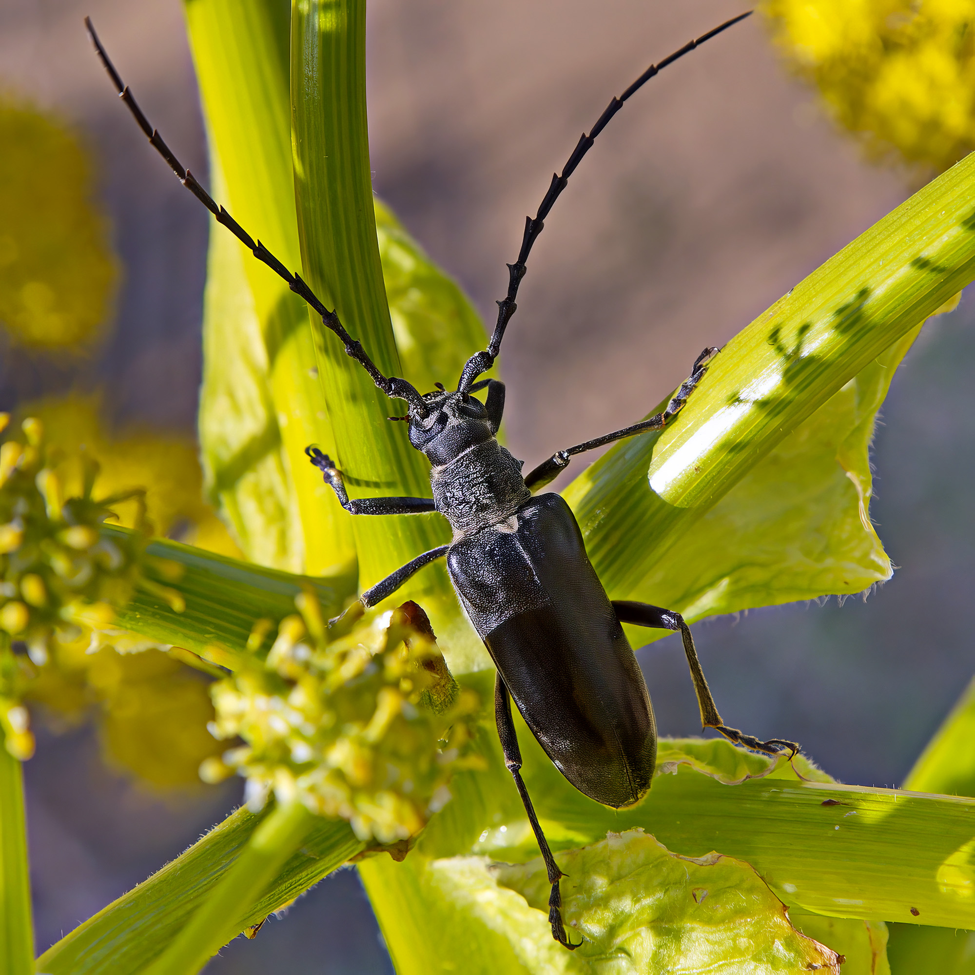 Neoplocaederus scapularis