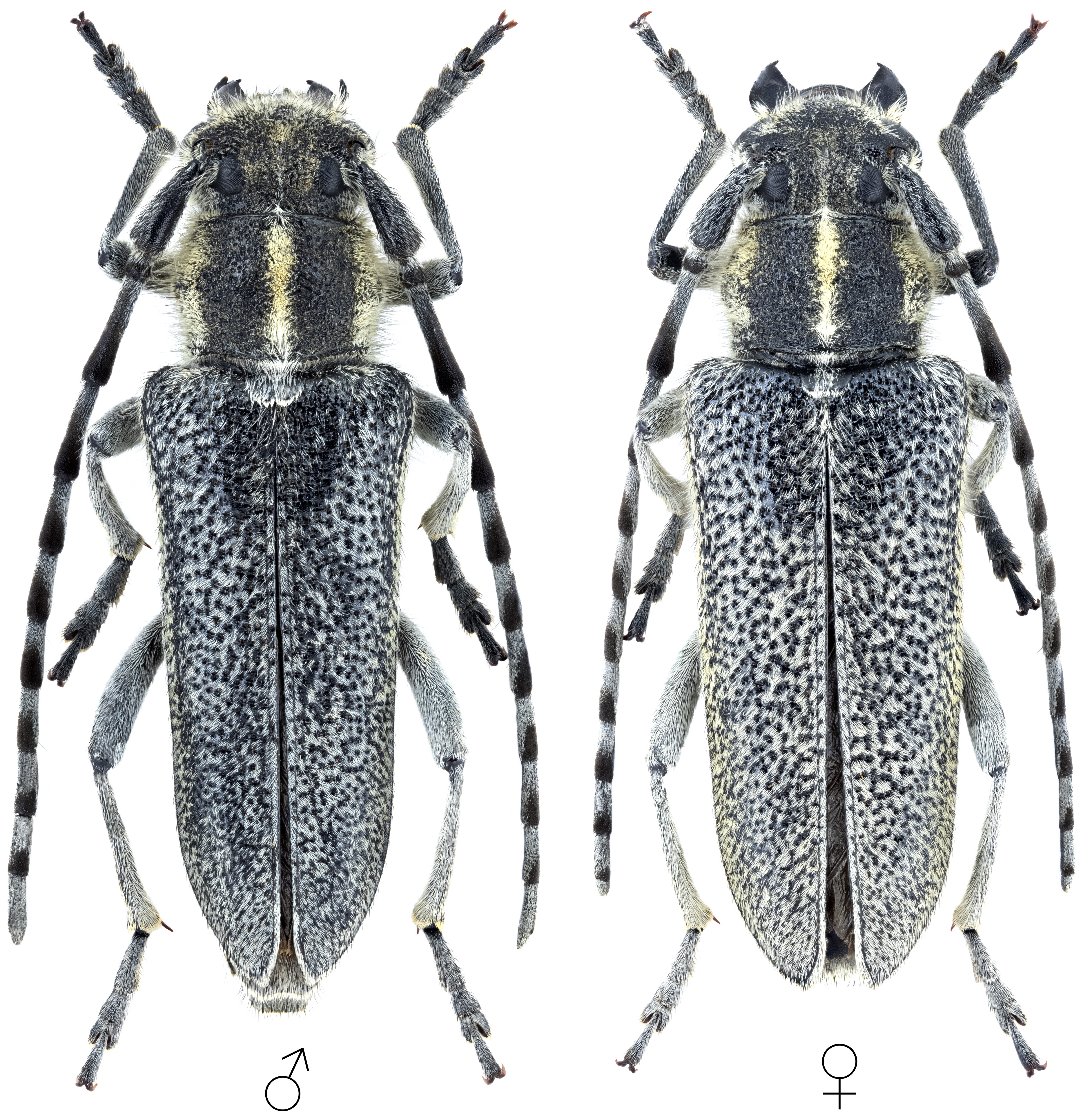 Oxylia argentata languida